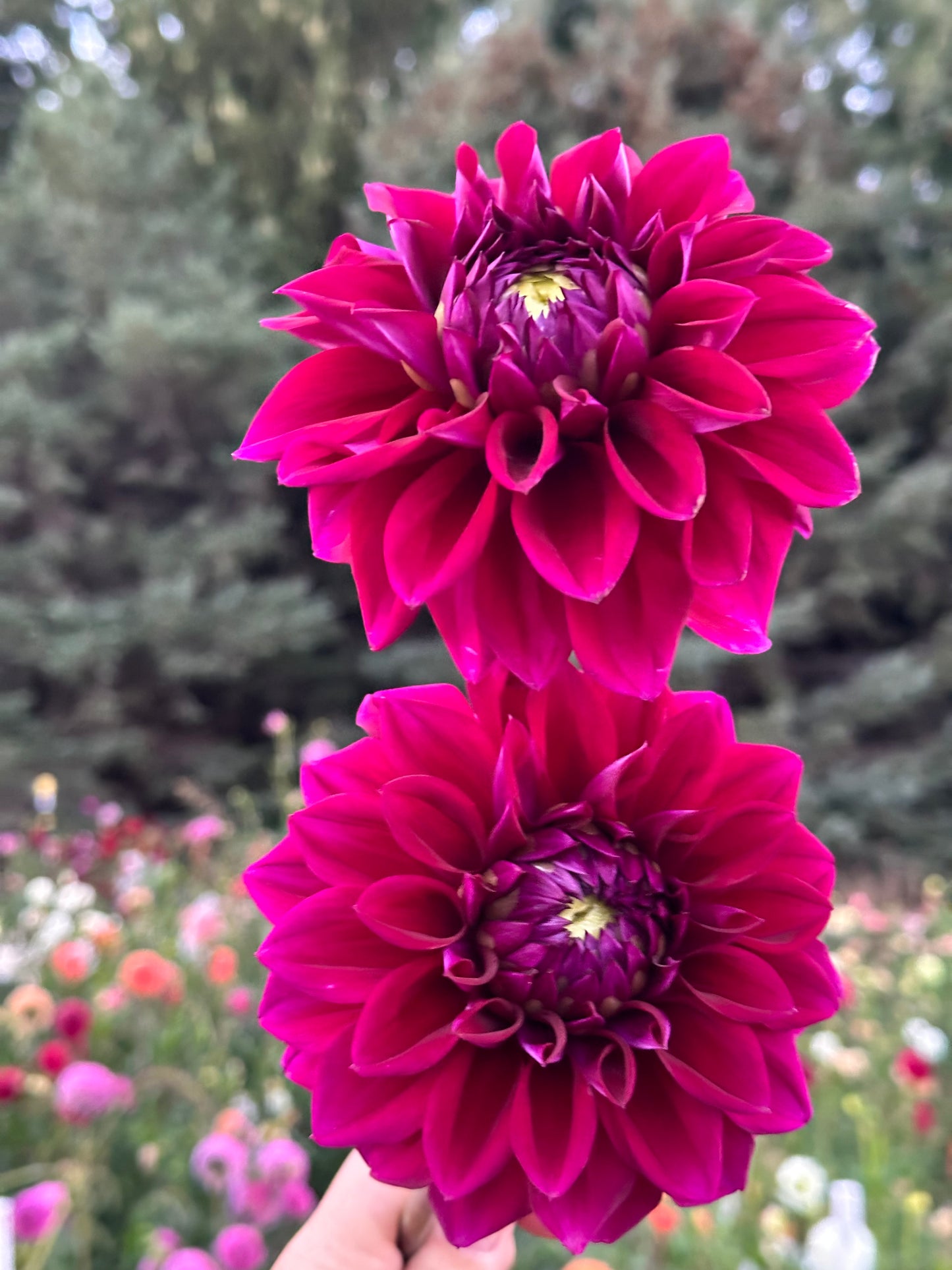Diva Dahlia Tuber