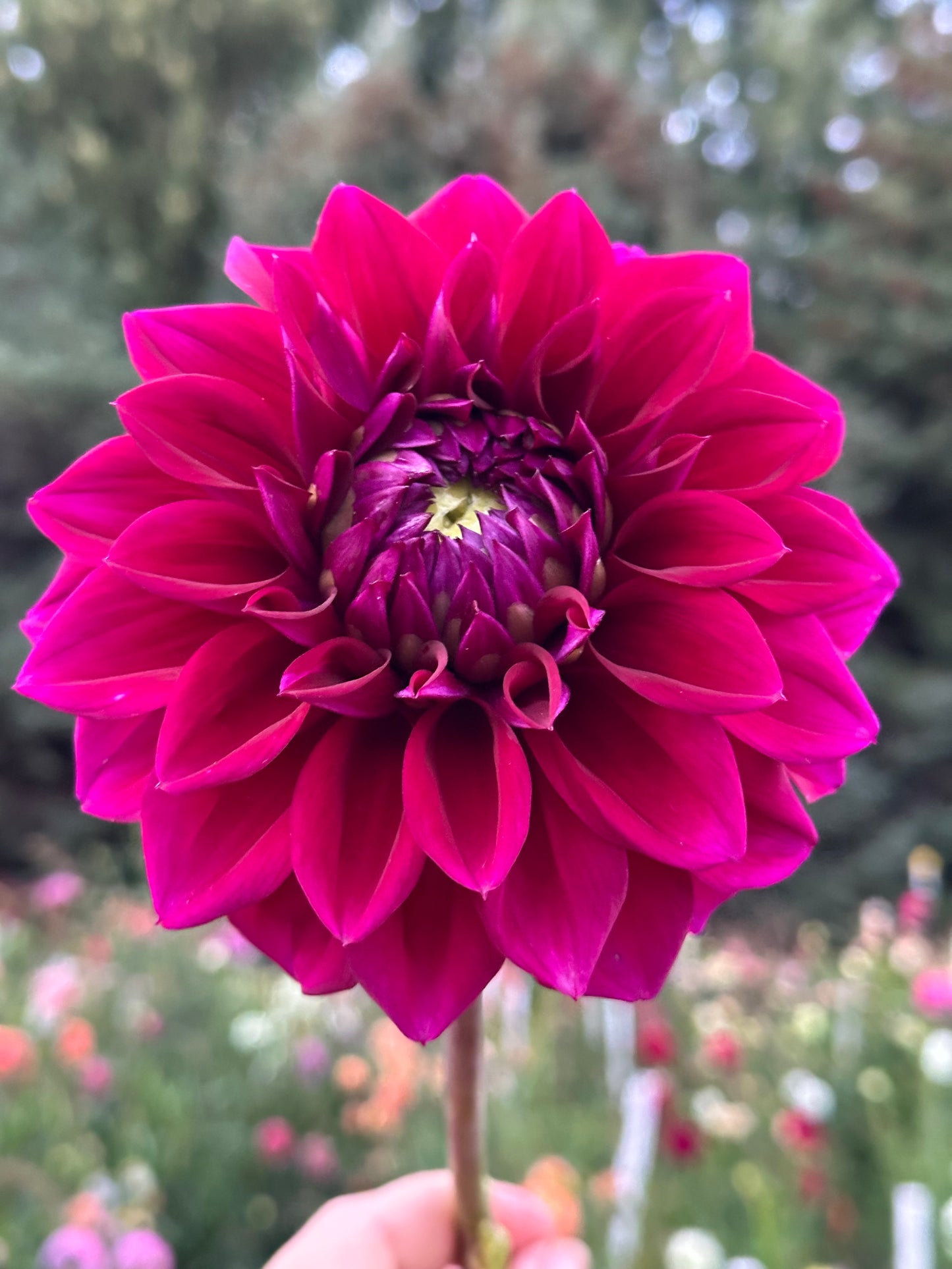 Diva Dahlia Tuber