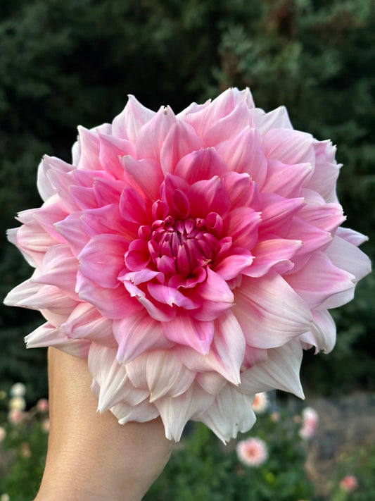 Otto's Thrill Dahlia Tuber