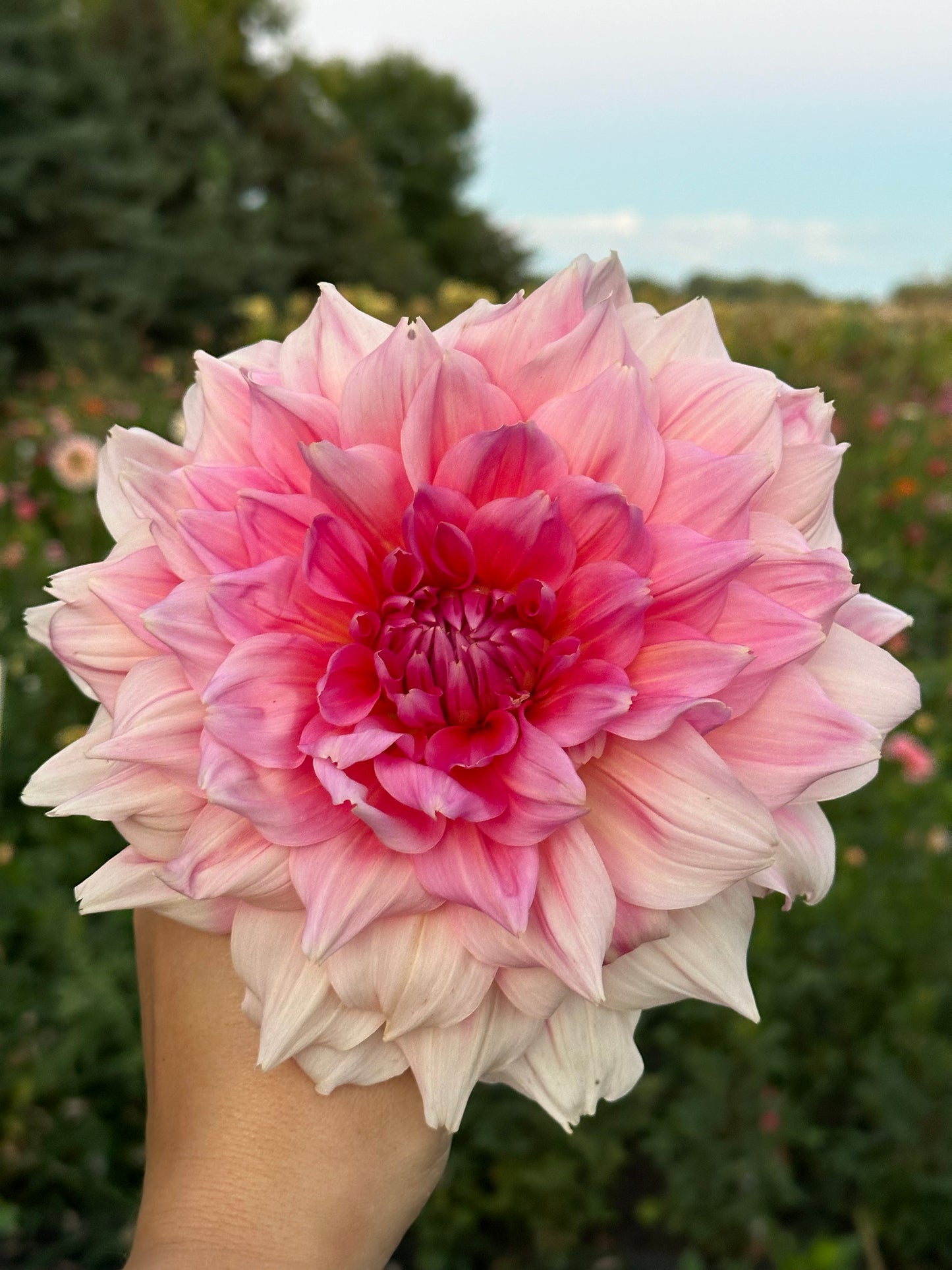 Otto's Thrill Dahlia Tuber