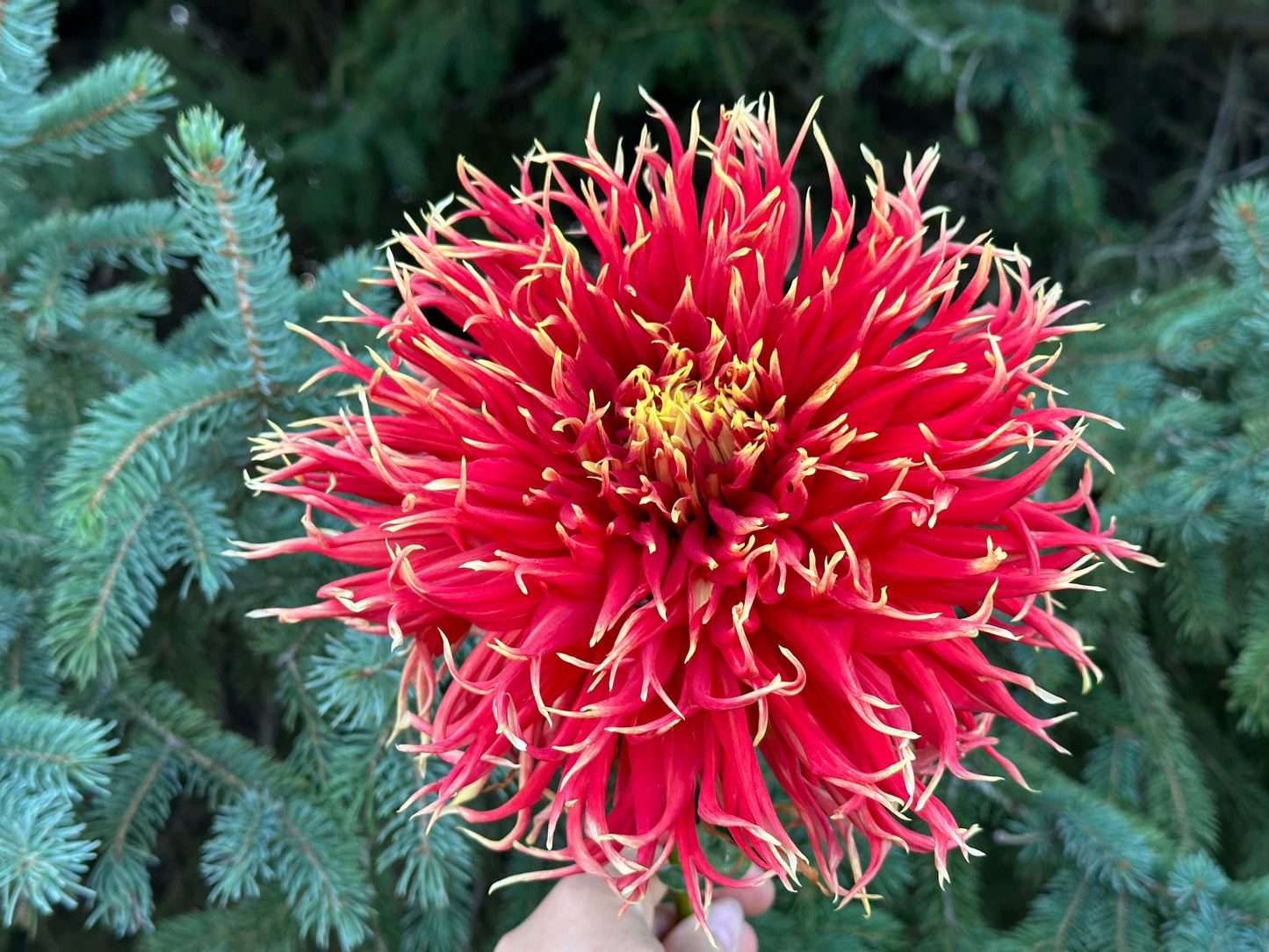 Show N Tell Dahlia Tuber