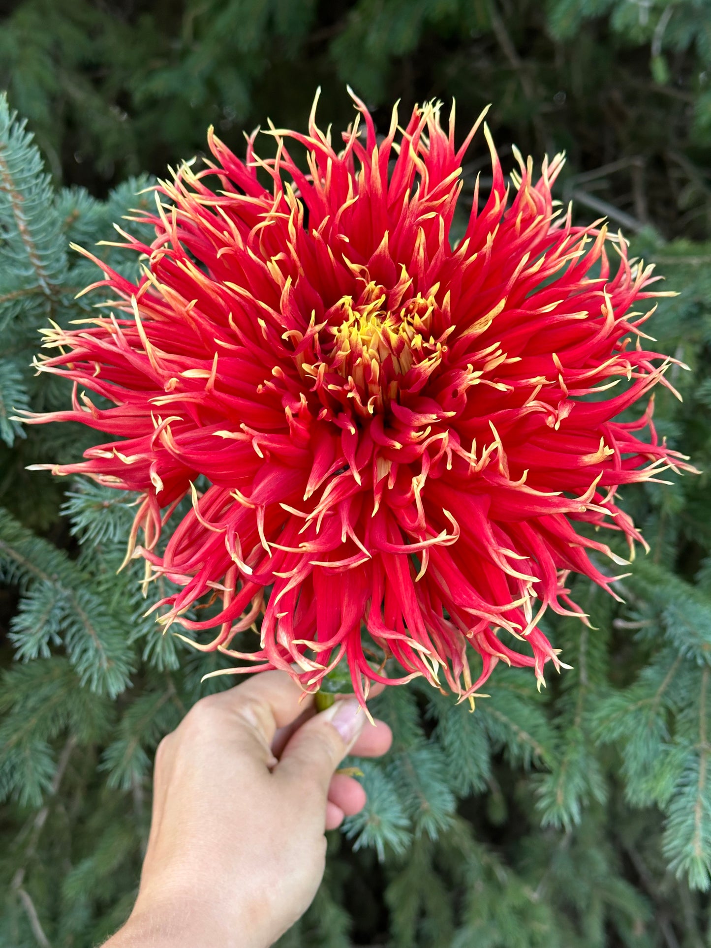 Show N Tell Dahlia Tuber