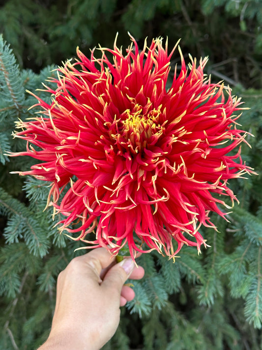 Show N Tell Dahlia Tuber