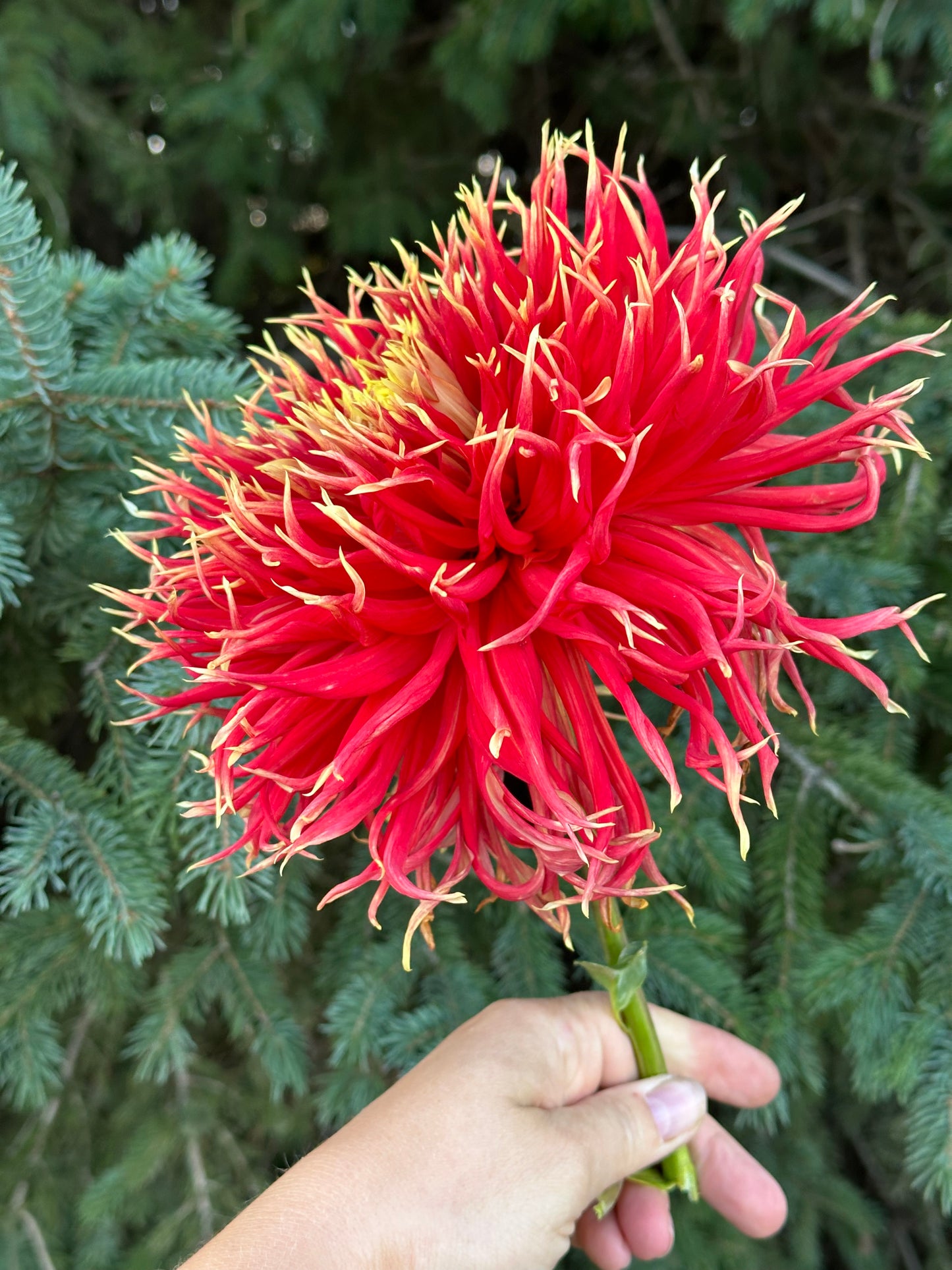 Show N Tell Dahlia Tuber