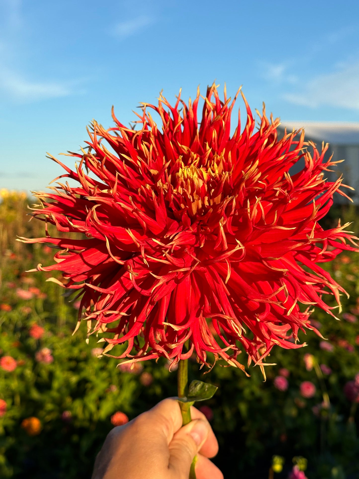 Show N Tell Dahlia Tuber