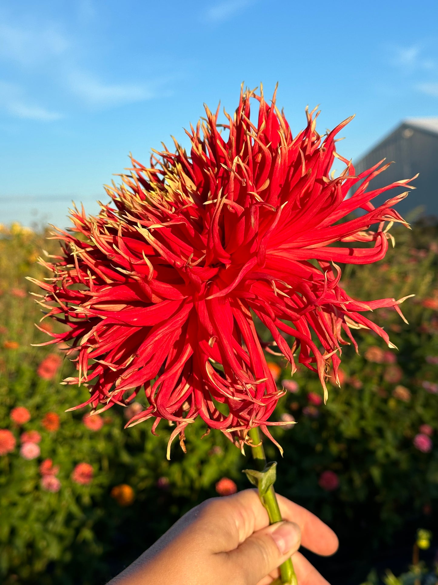Show N Tell Dahlia Tuber