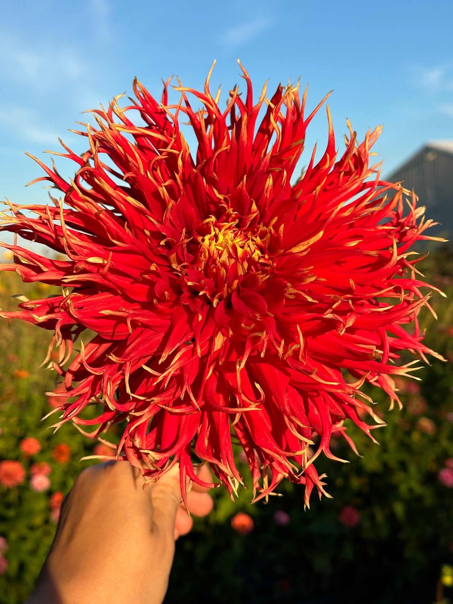 Show N Tell Dahlia Tuber