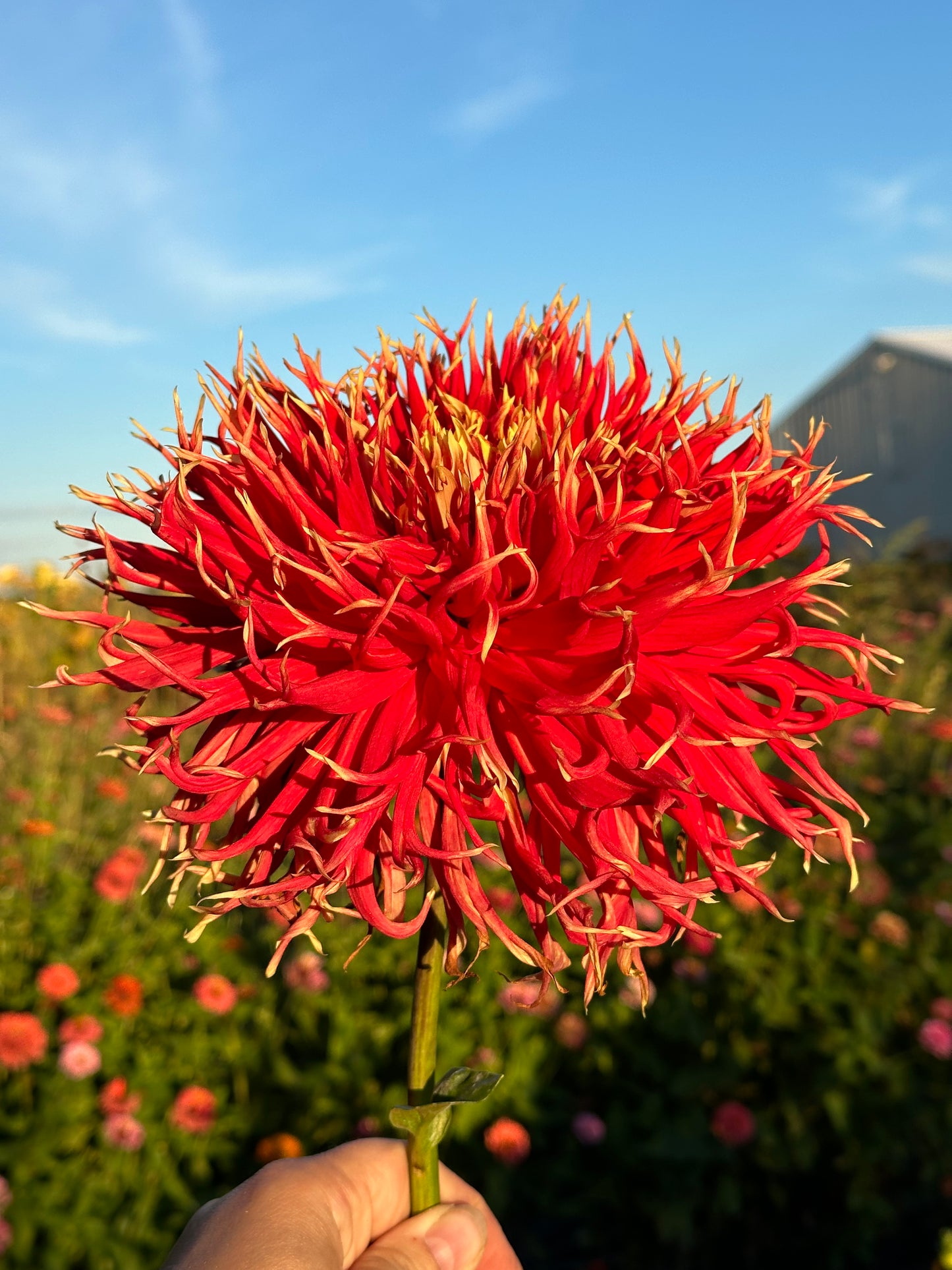 Show N Tell Dahlia Tuber