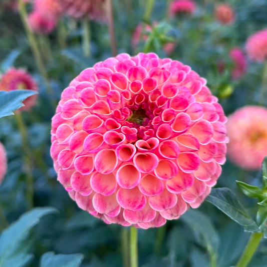 Rosemary Dawn Dahlia Tuber