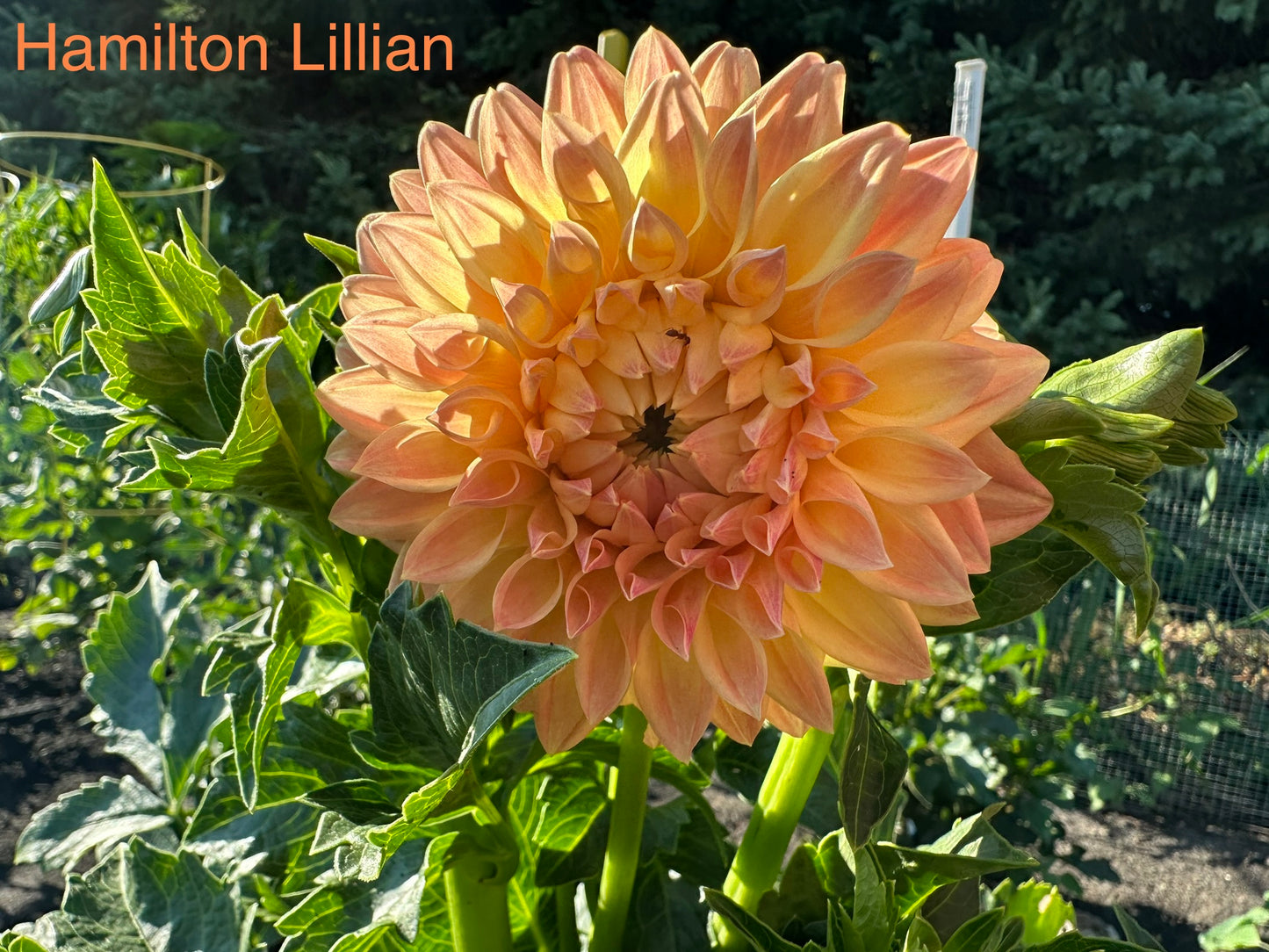 Hamilton Lillian Dahlia Tuber