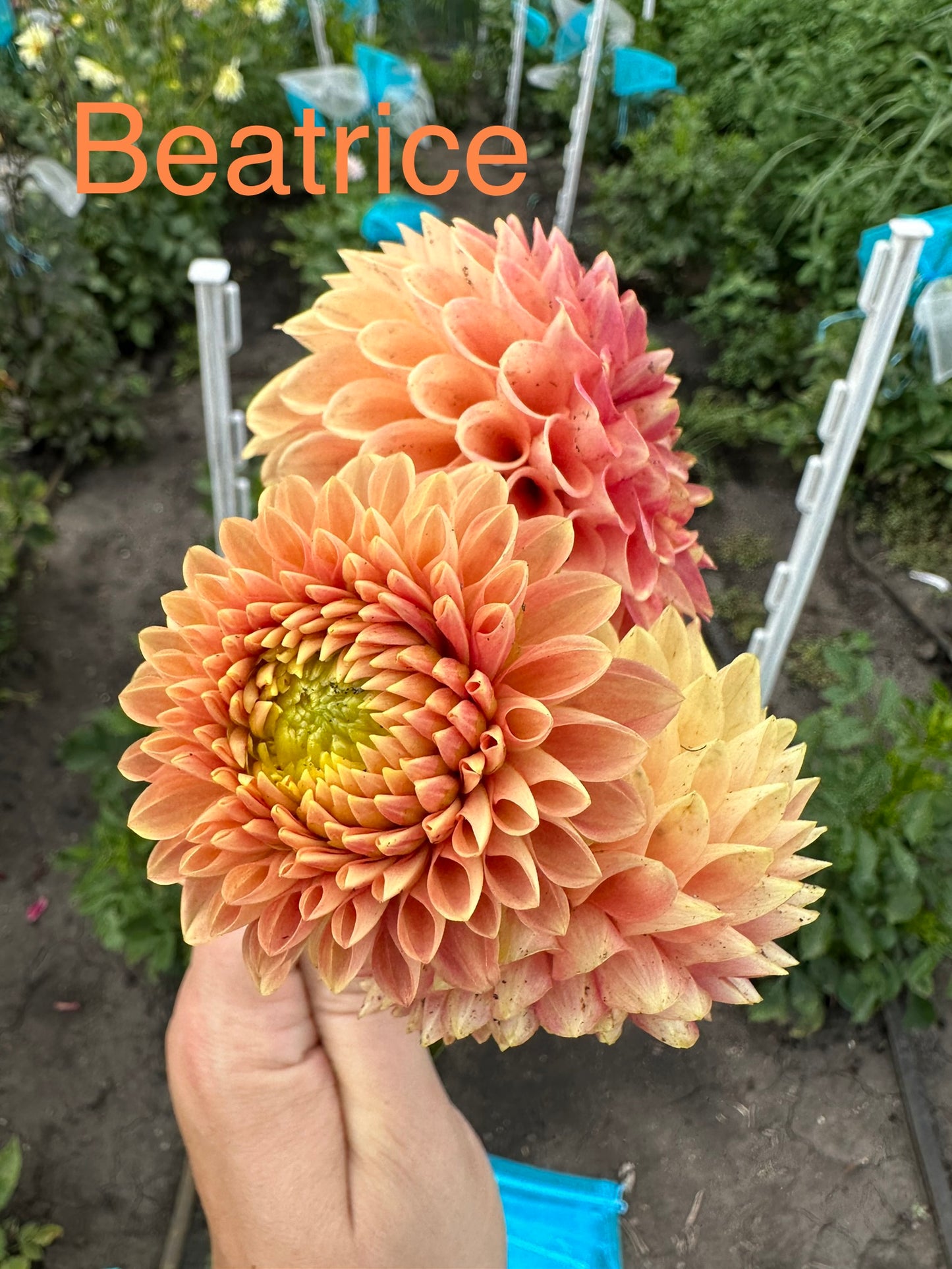 Beatrice Dahlia Tuber