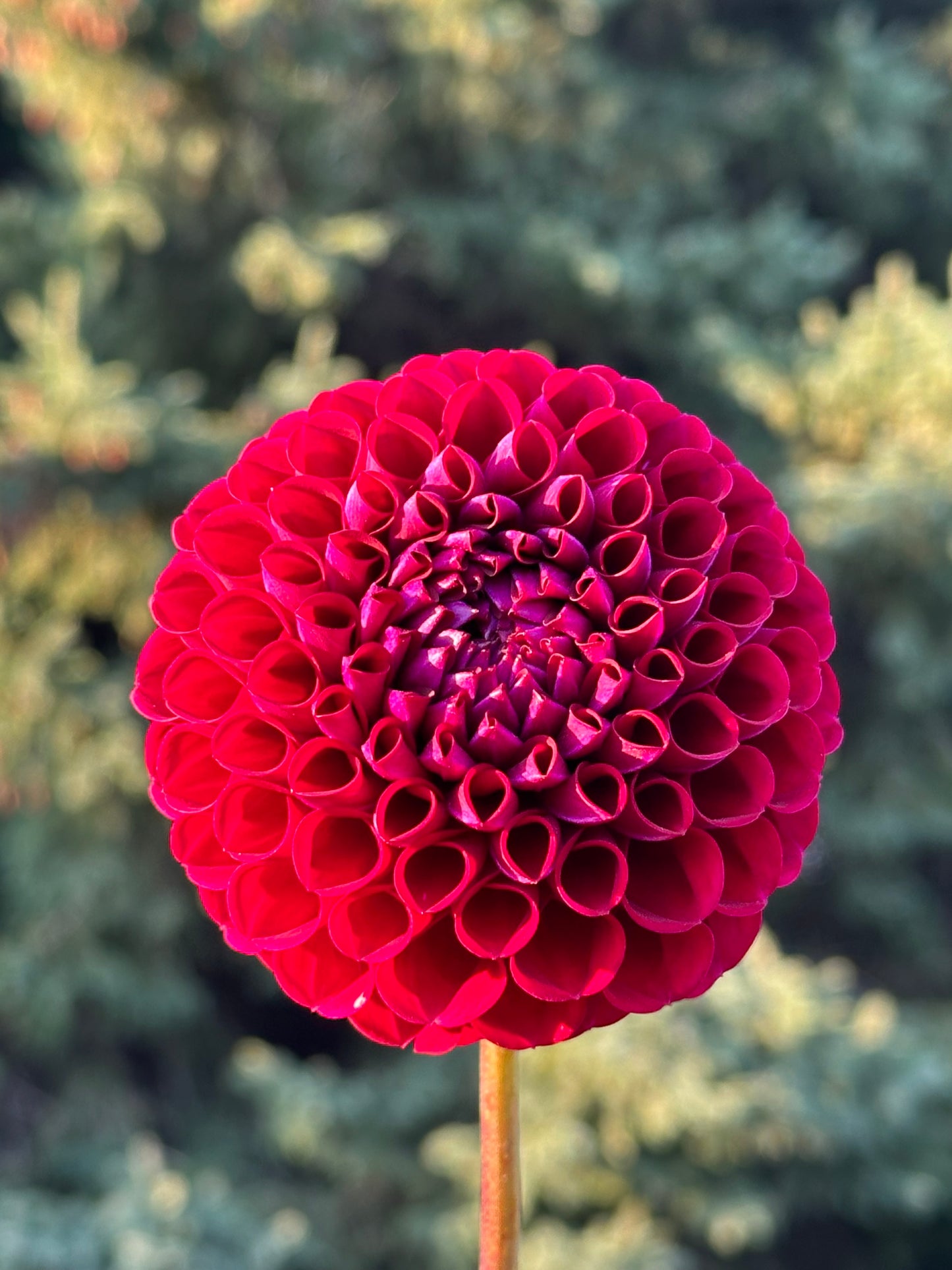 Ivanetti Dahlia Tuber
