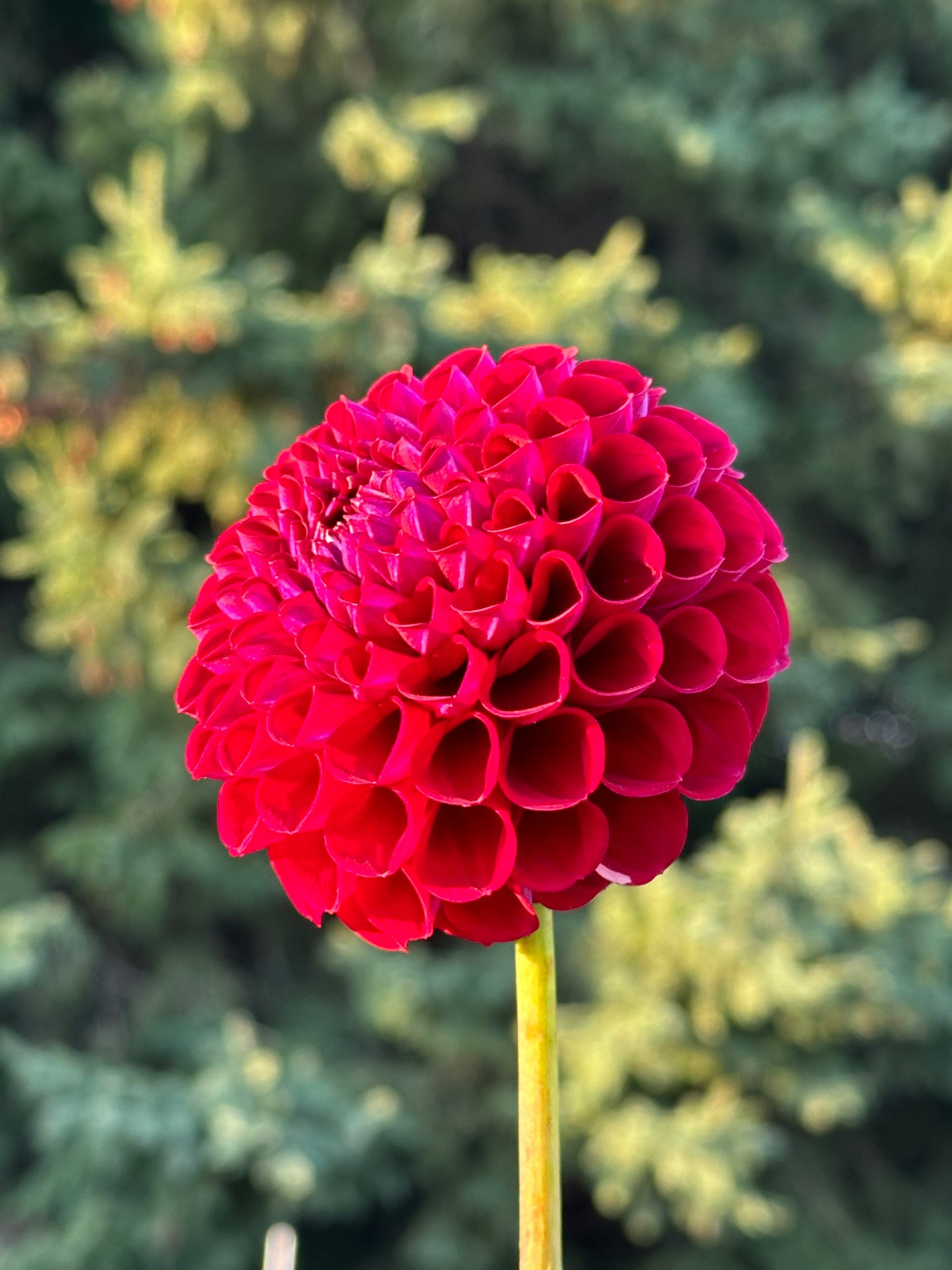 Ivanetti Dahlia Tuber