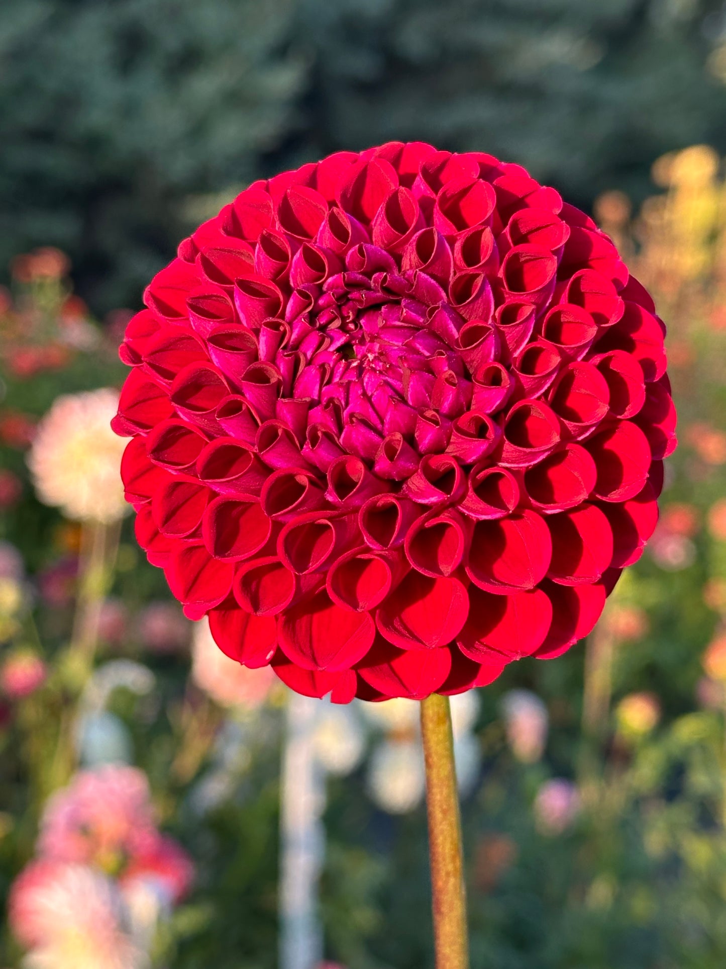 Ivanetti Dahlia Tuber