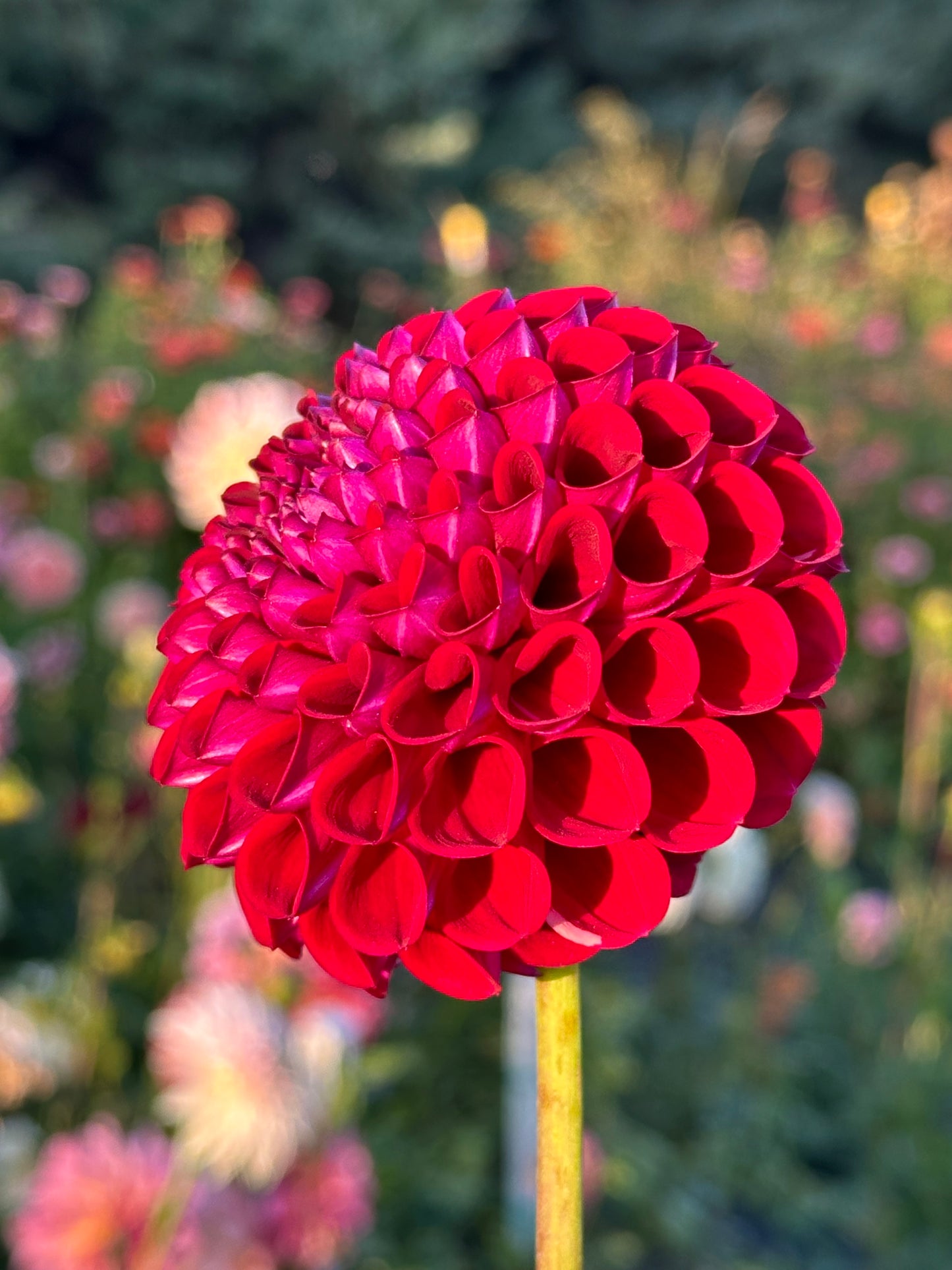 Ivanetti Dahlia Tuber