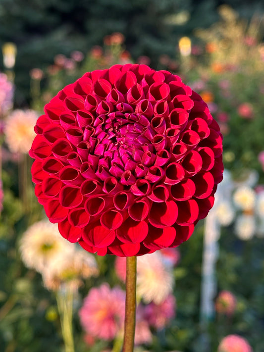 Ivanetti Dahlia Tuber