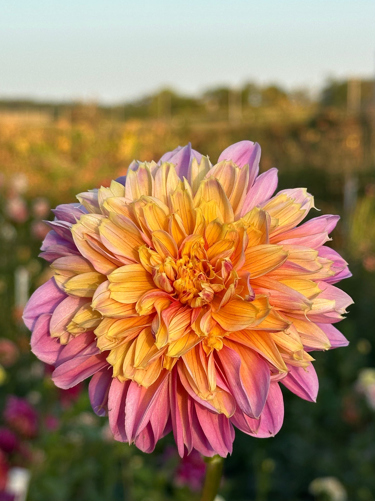 Lifestyle Dahlia Tuber