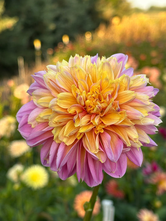 Lifestyle Dahlia Tuber