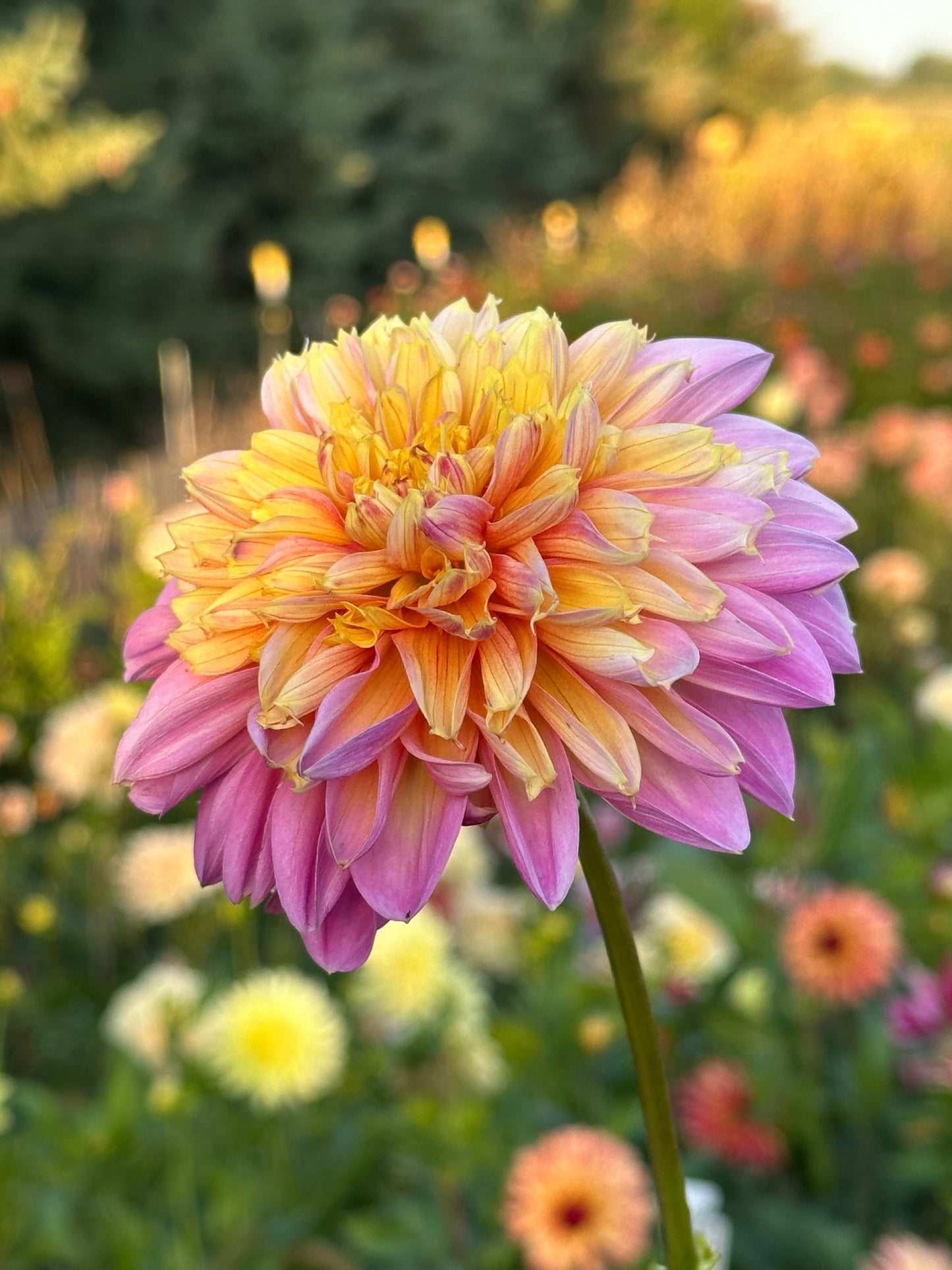 Lifestyle Dahlia Tuber