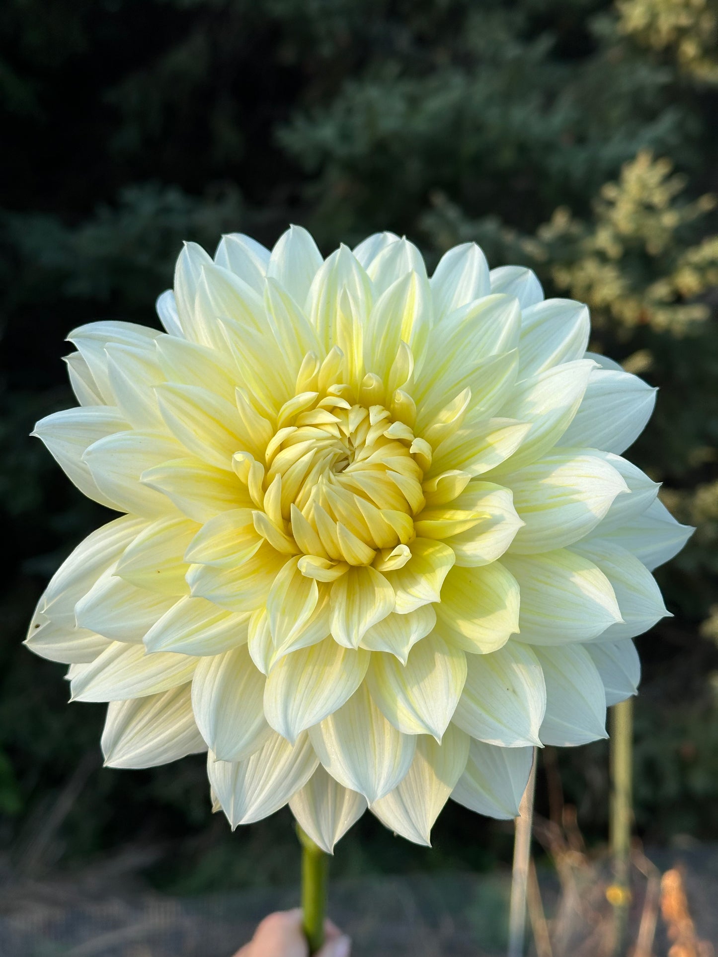 La Luna Dahlia Tuber