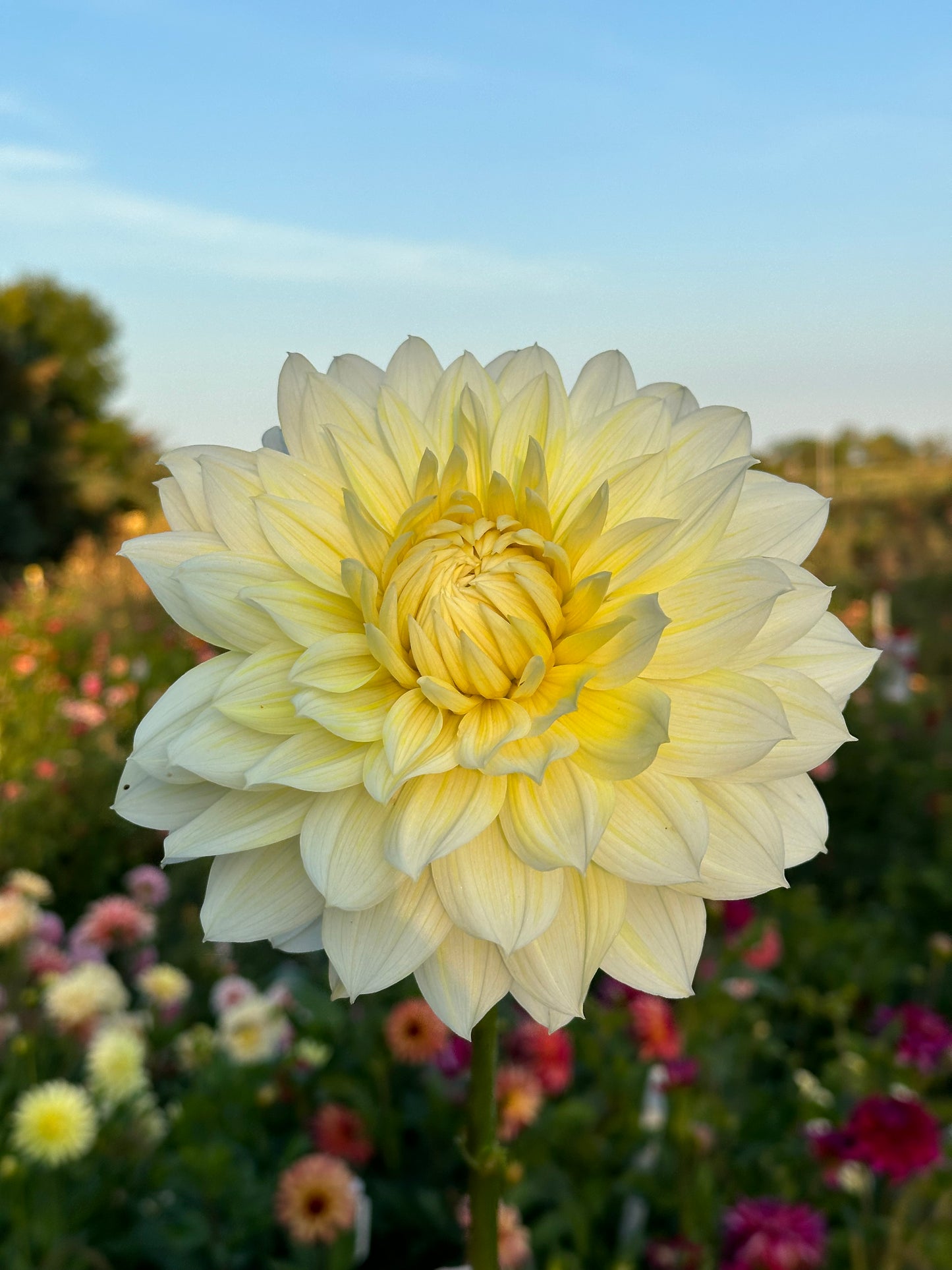La Luna Dahlia Tuber