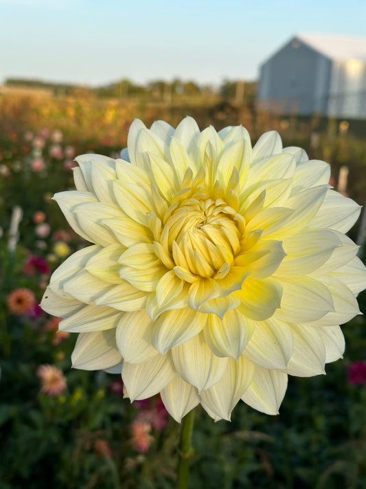 La Luna Dahlia Tuber