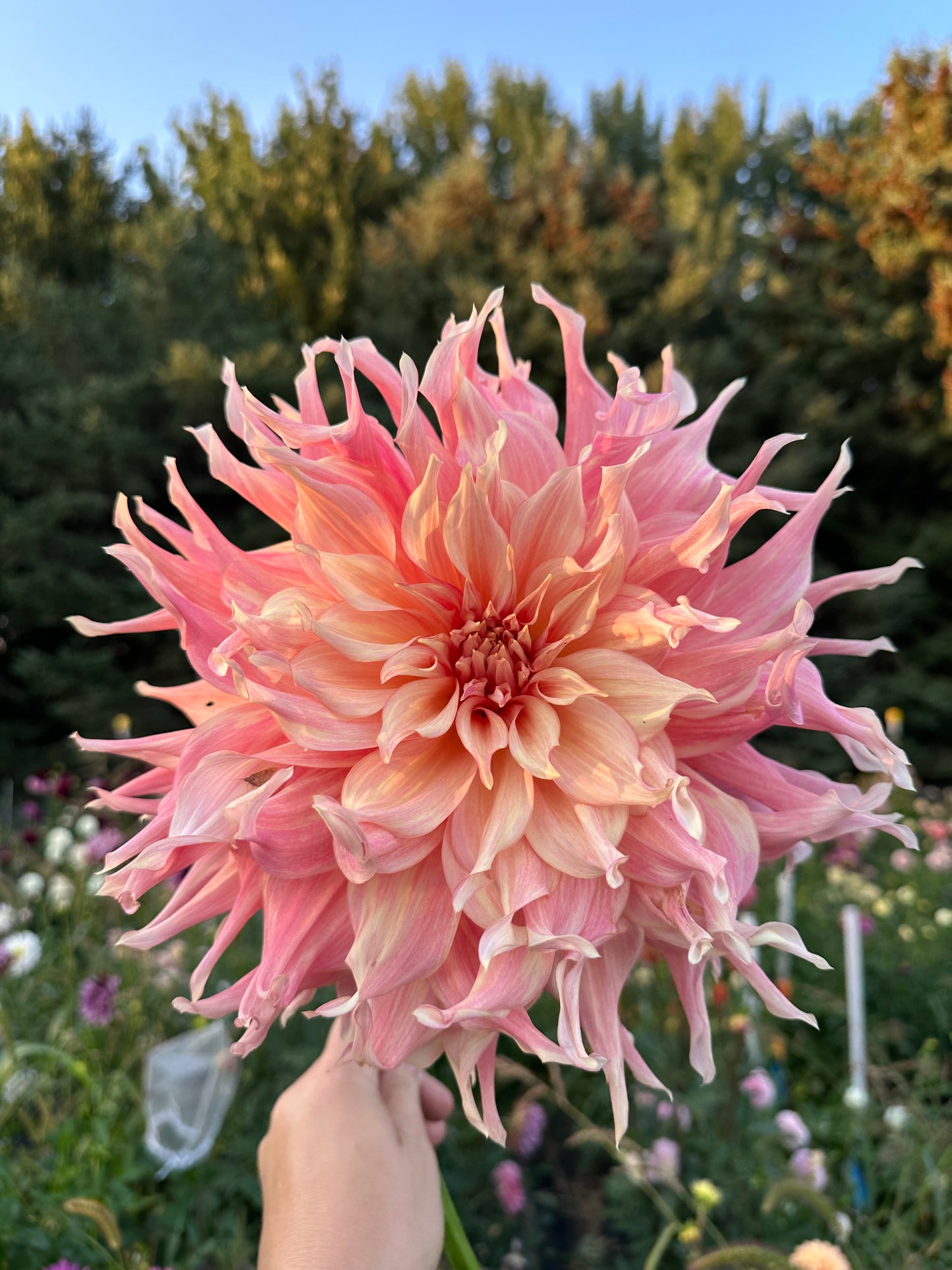 Penhill Watermelon Dahlia Tuber