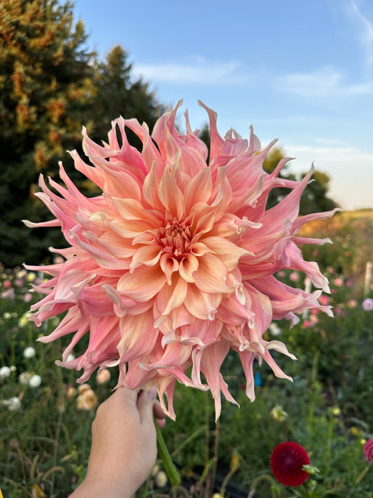 Penhill Watermelon Dahlia Tuber
