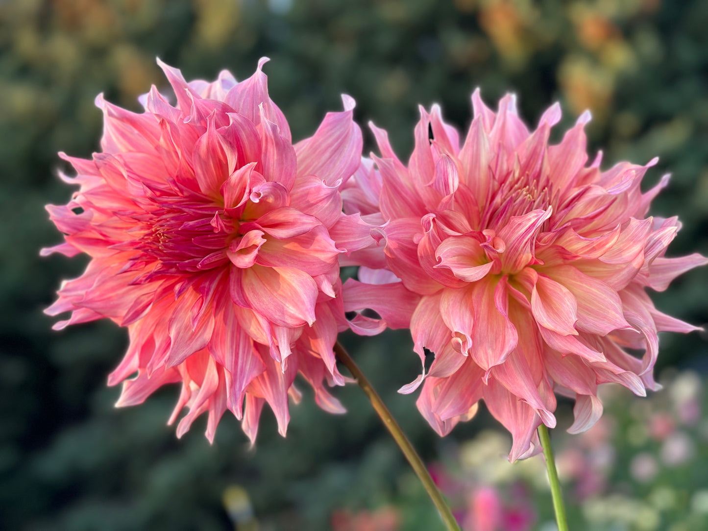 Penhill Watermelon Dahlia Tuber
