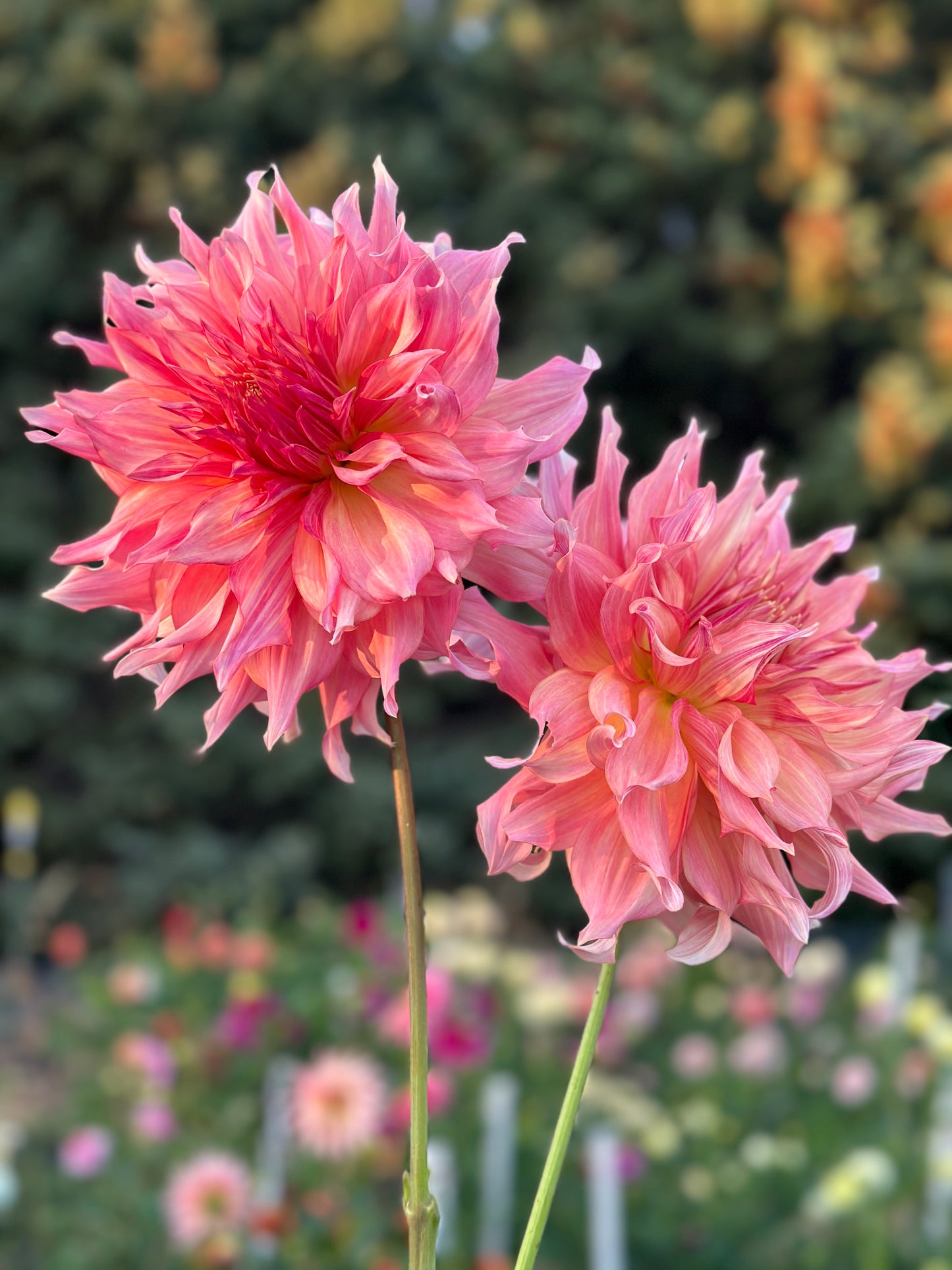 Penhill Watermelon Dahlia Tuber