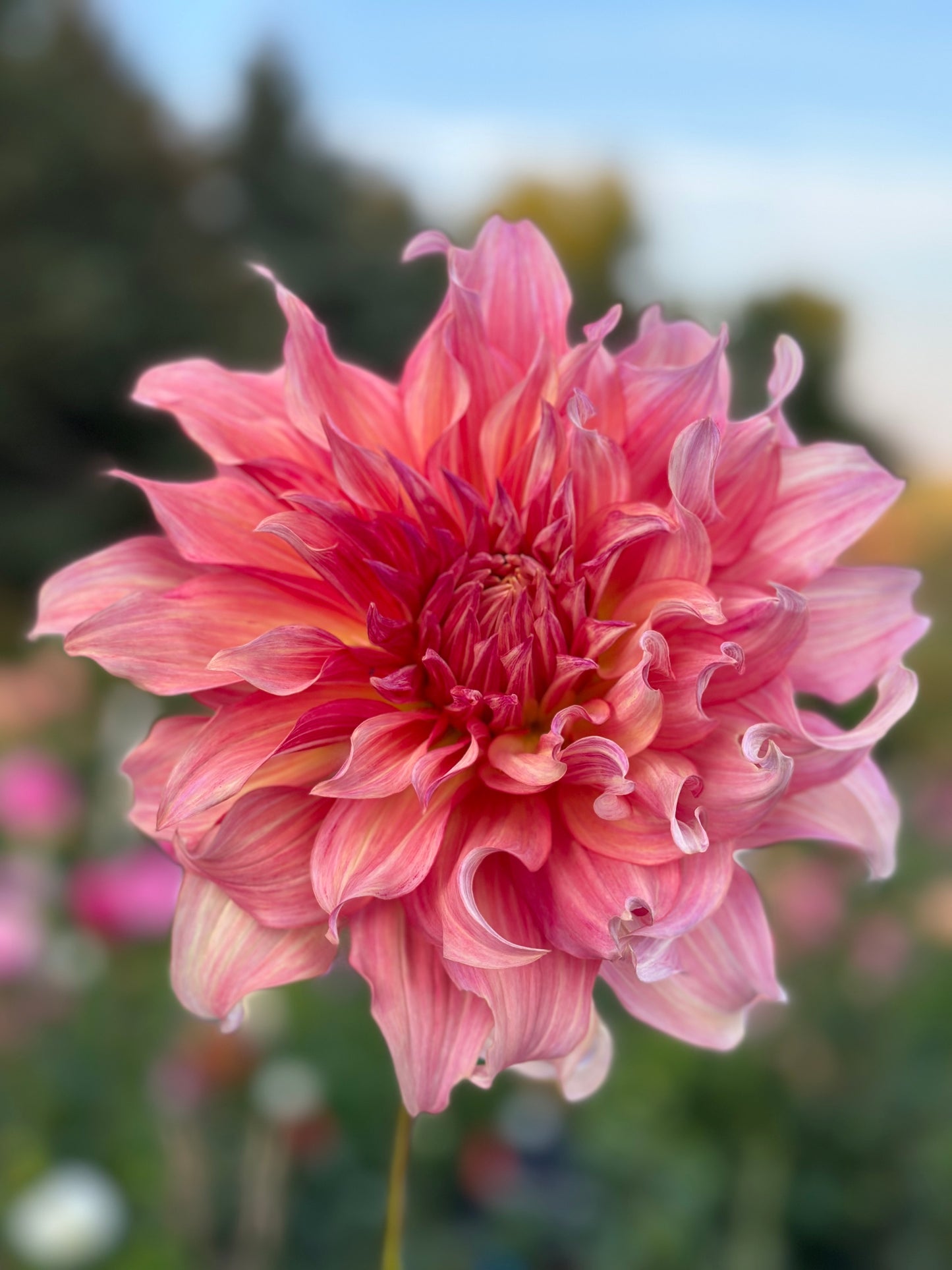 Penhill Watermelon Dahlia Tuber