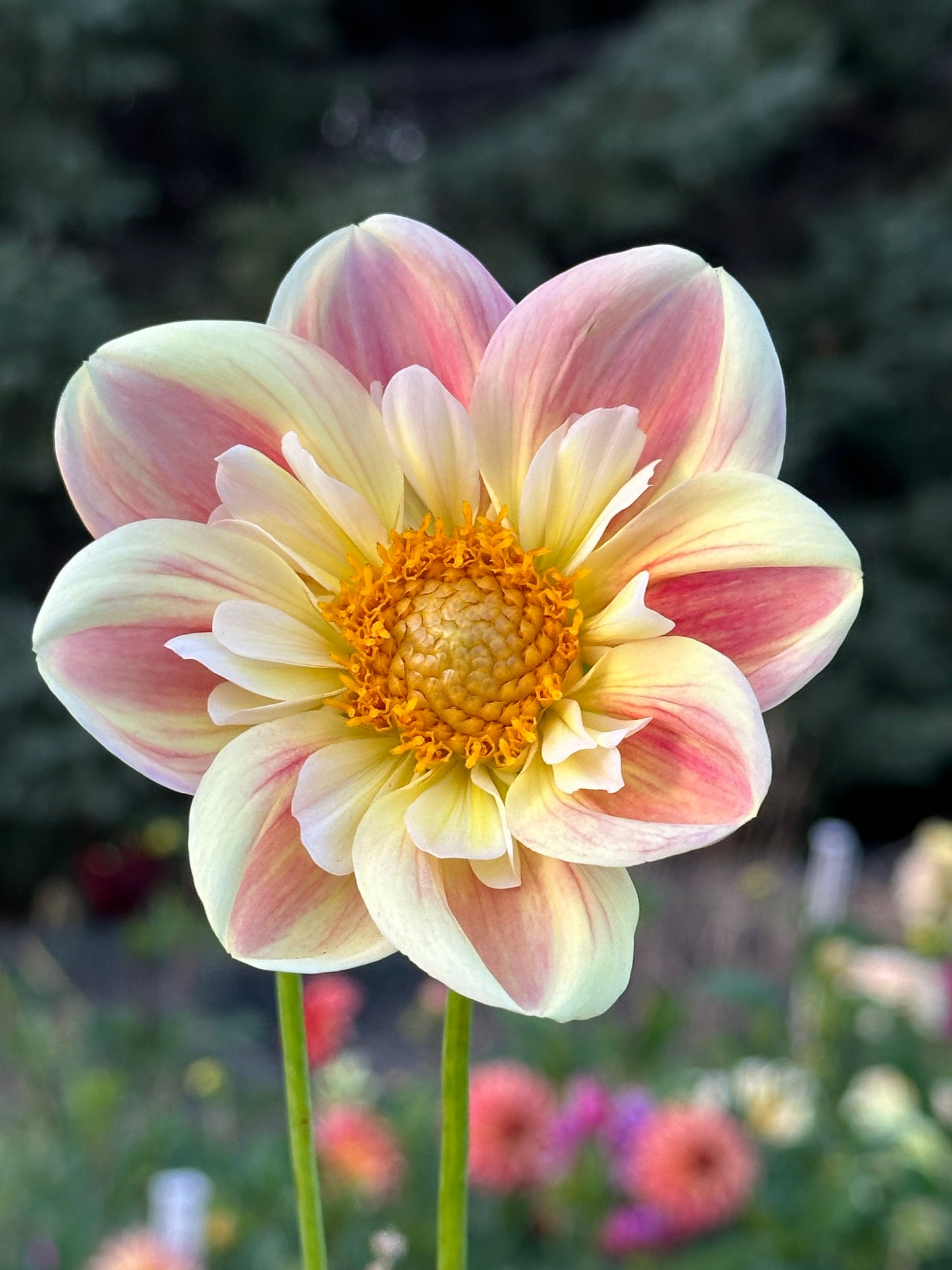 April Heather Dahlia Tuber