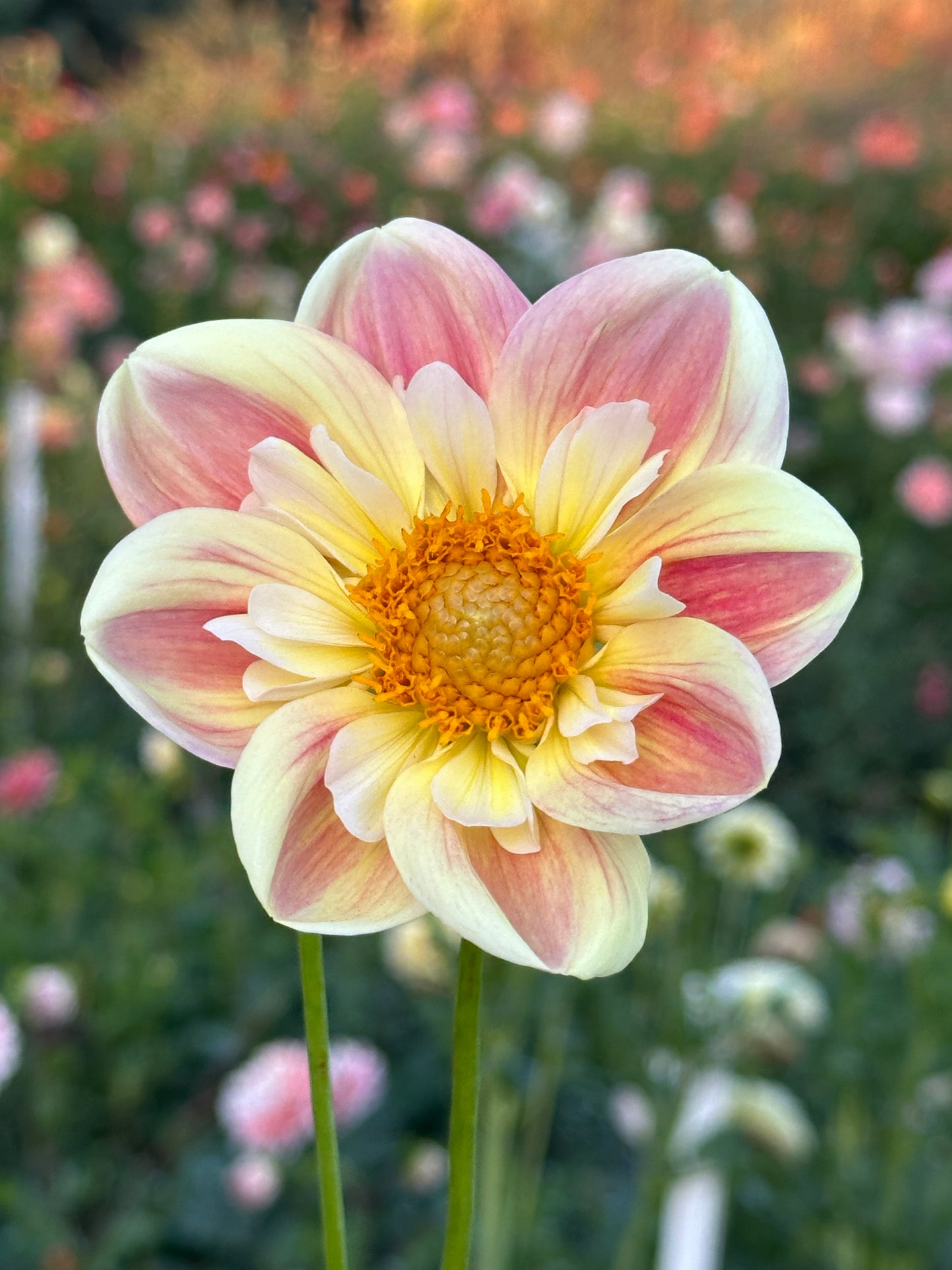 April Heather Dahlia Tuber
