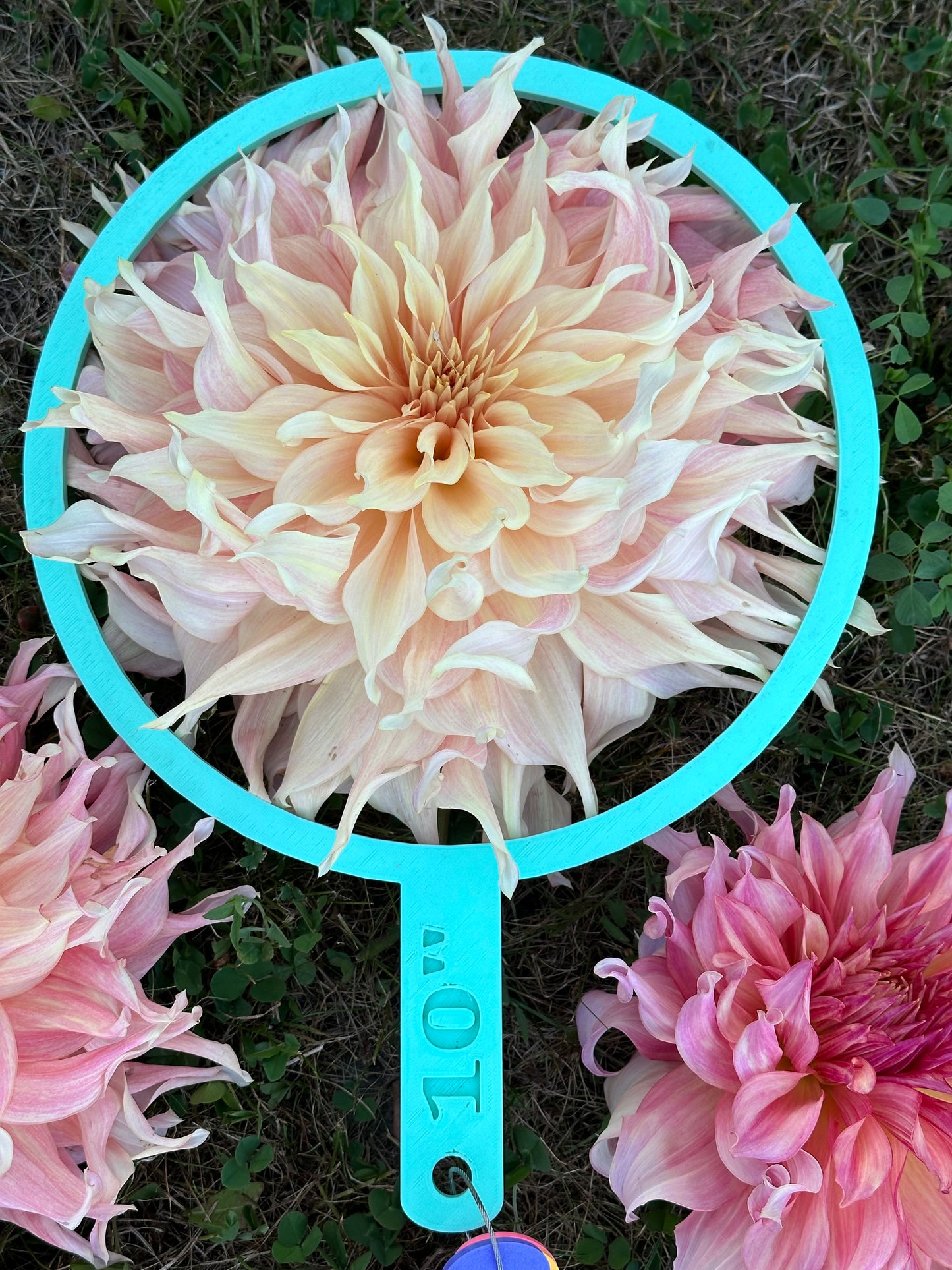 Penhill Watermelon Dahlia Tuber