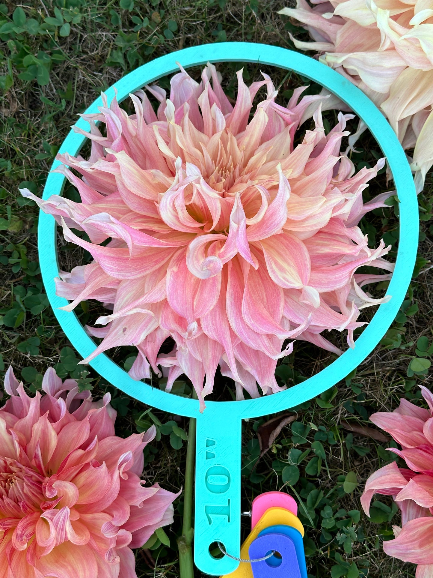Penhill Watermelon Dahlia Tuber