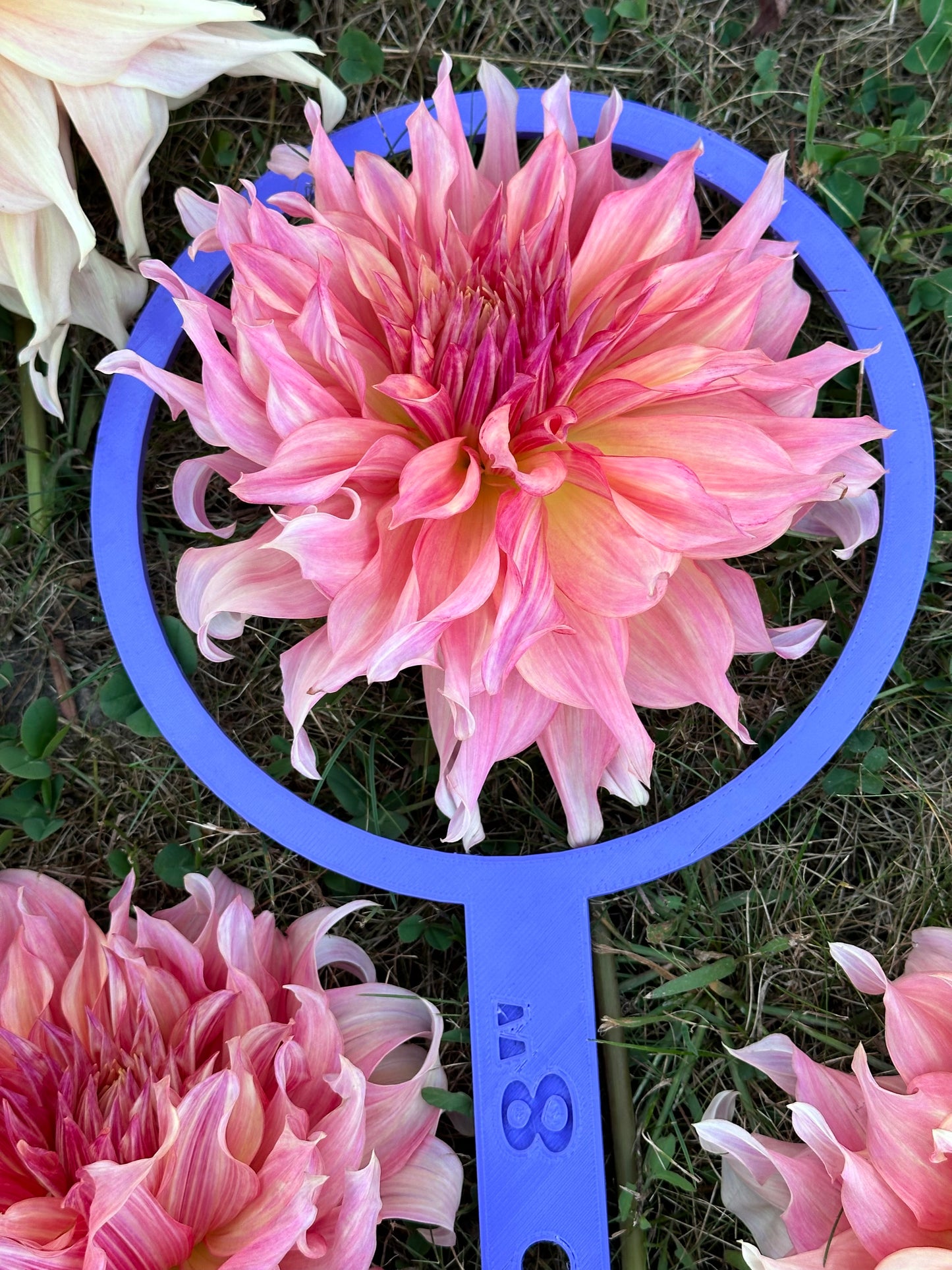 Penhill Watermelon Dahlia Tuber