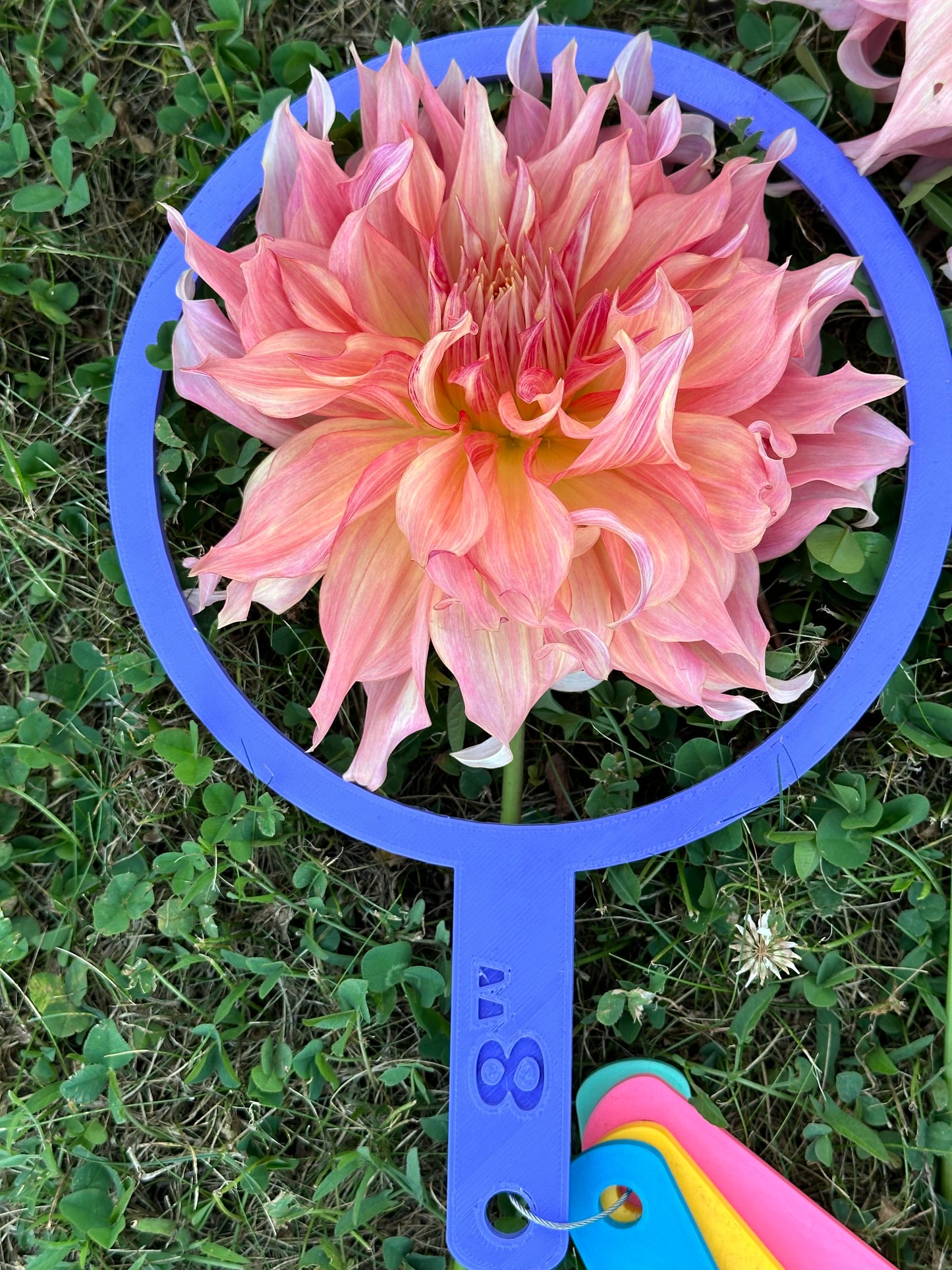 Penhill Watermelon Dahlia Tuber