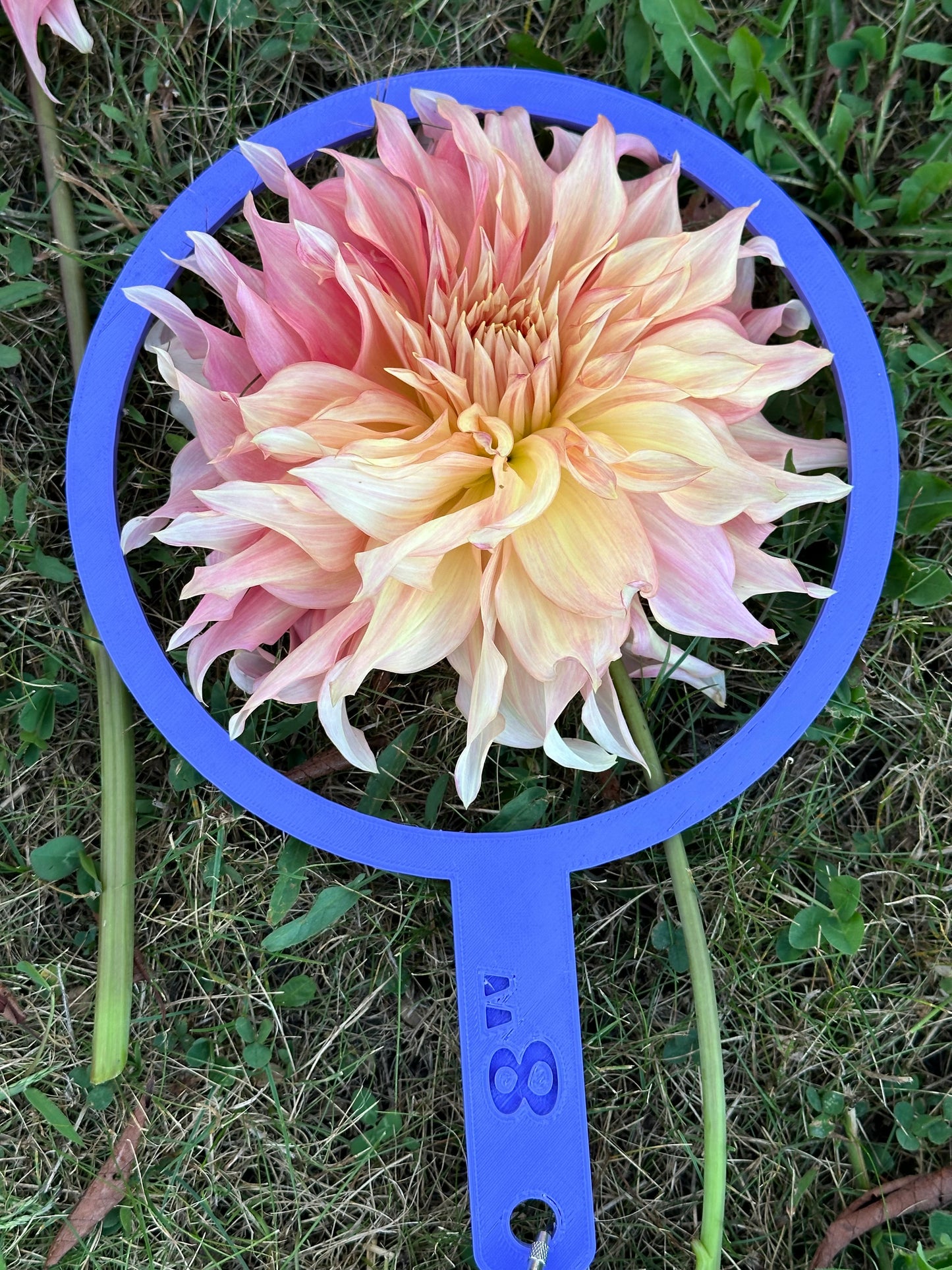 Penhill Watermelon Dahlia Tuber