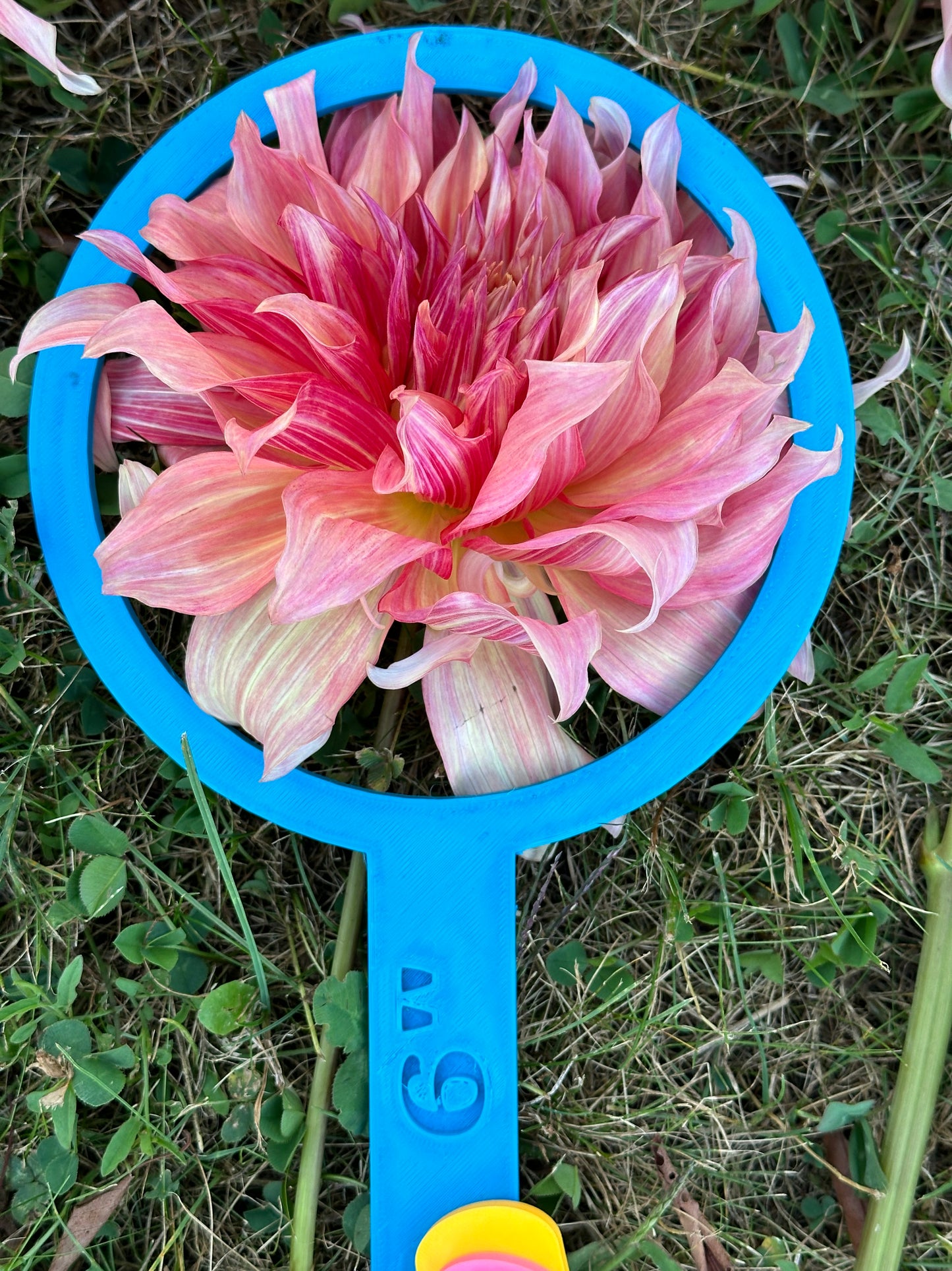 Penhill Watermelon Dahlia Tuber