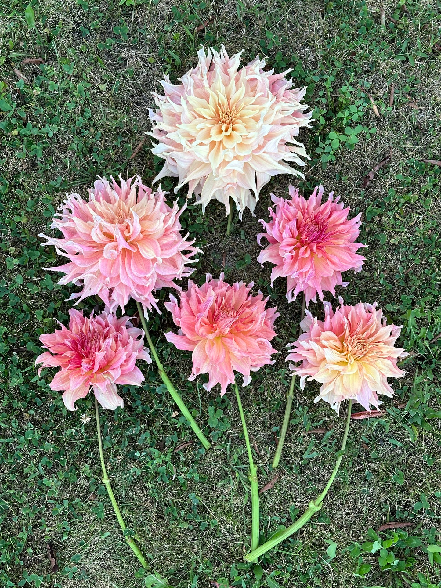 Penhill Watermelon Dahlia Tuber