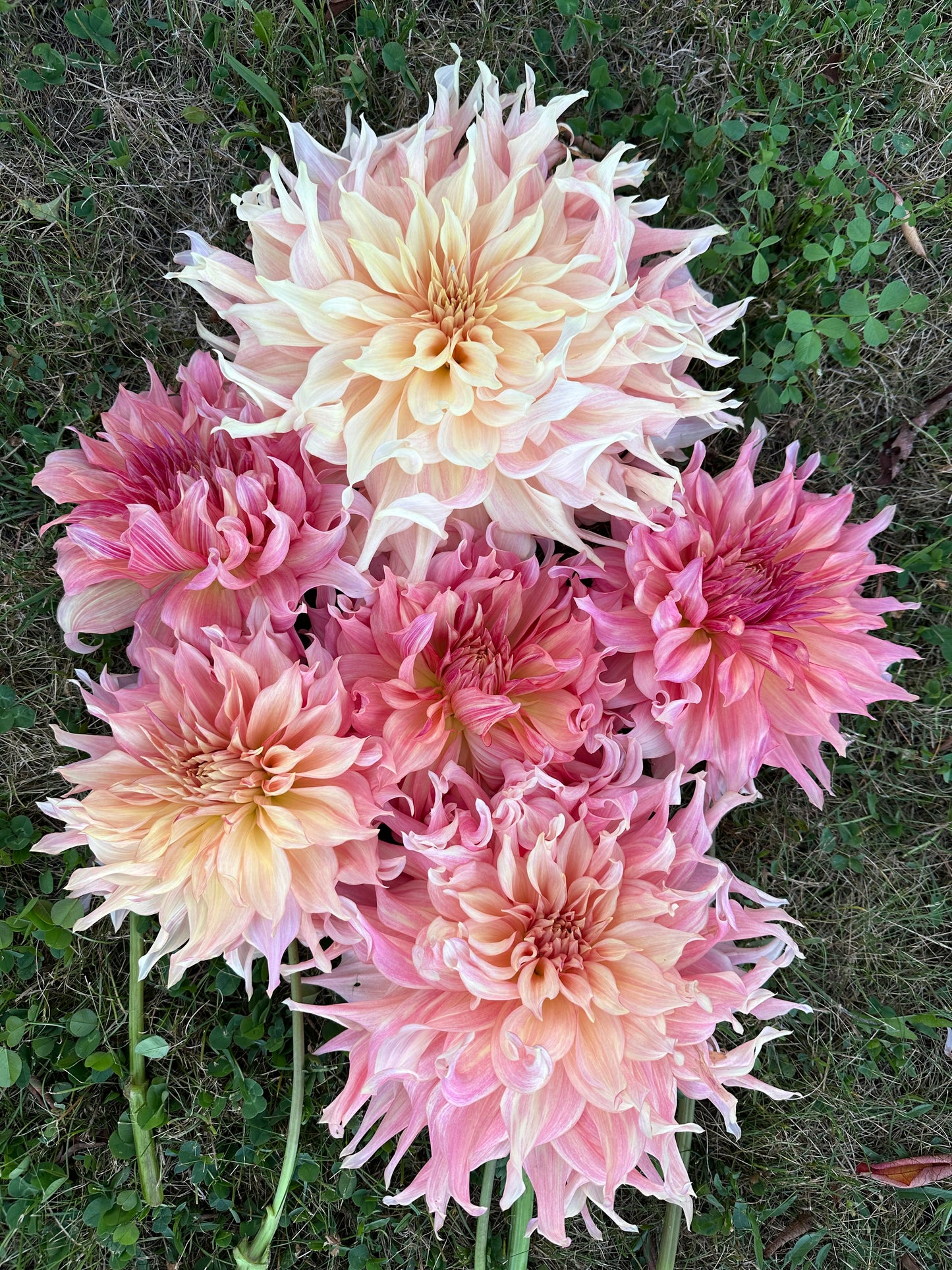 Penhill Watermelon Dahlia Tuber