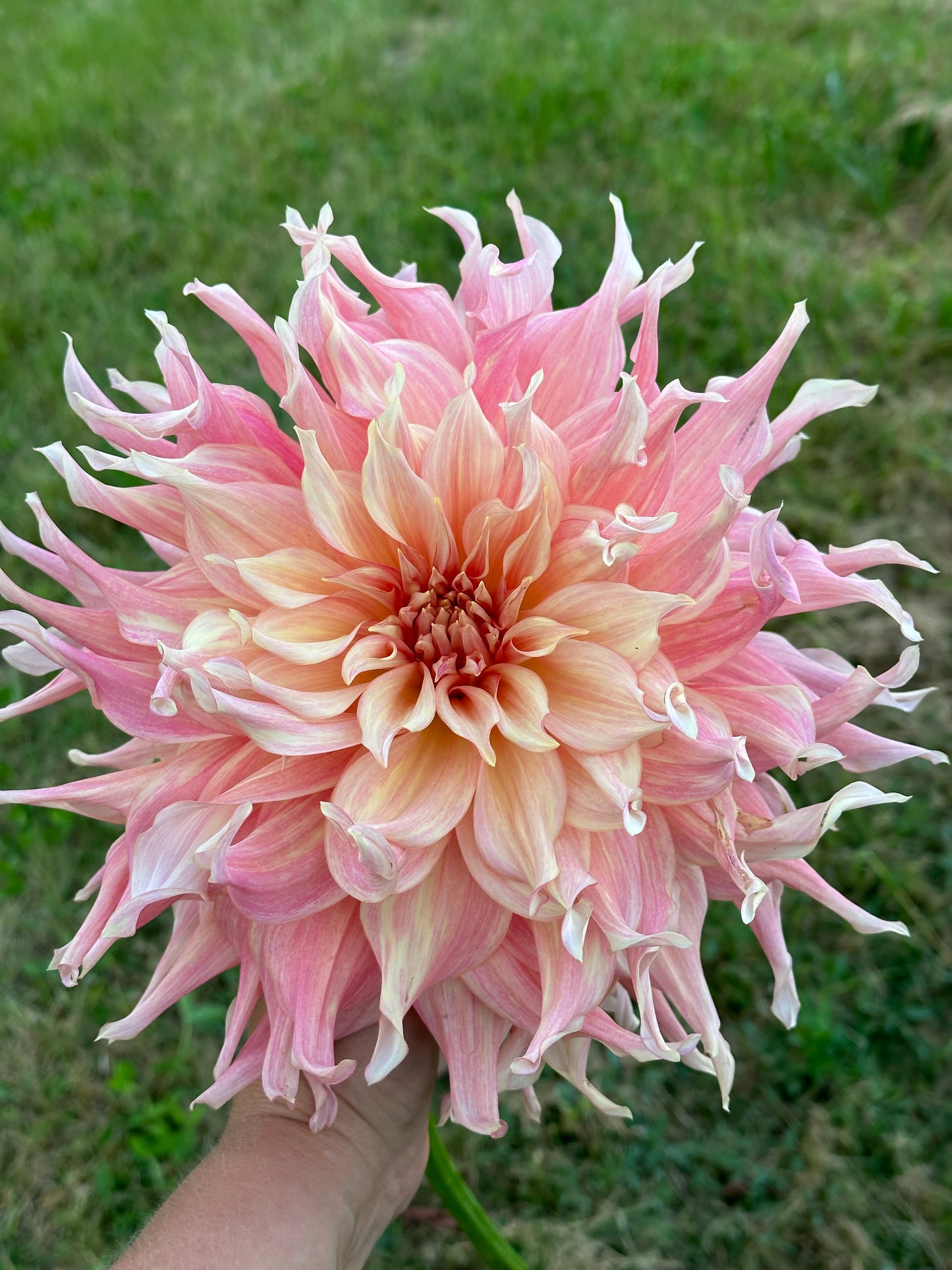Penhill Watermelon Dahlia Tuber
