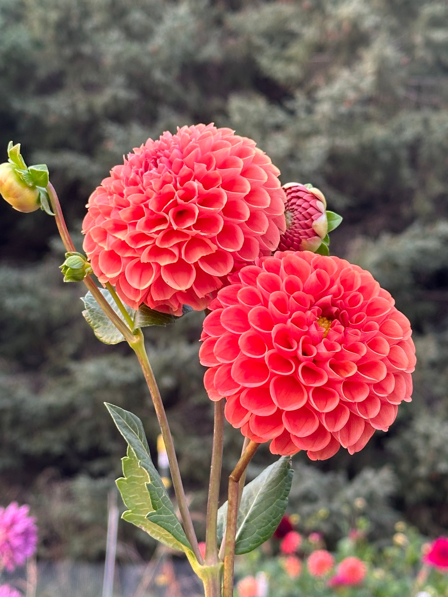 Cornel Bronze Dahlia Tuber