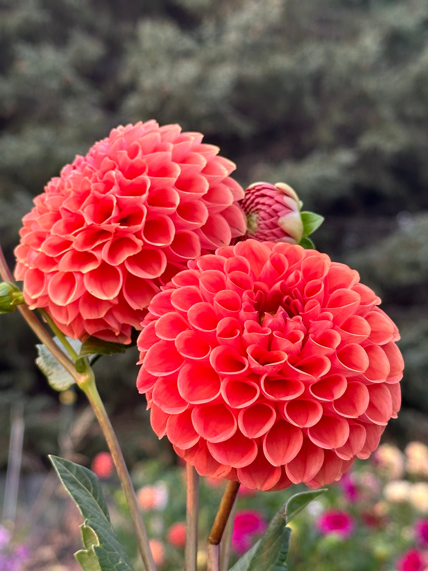 Cornel Bronze Dahlia Tuber