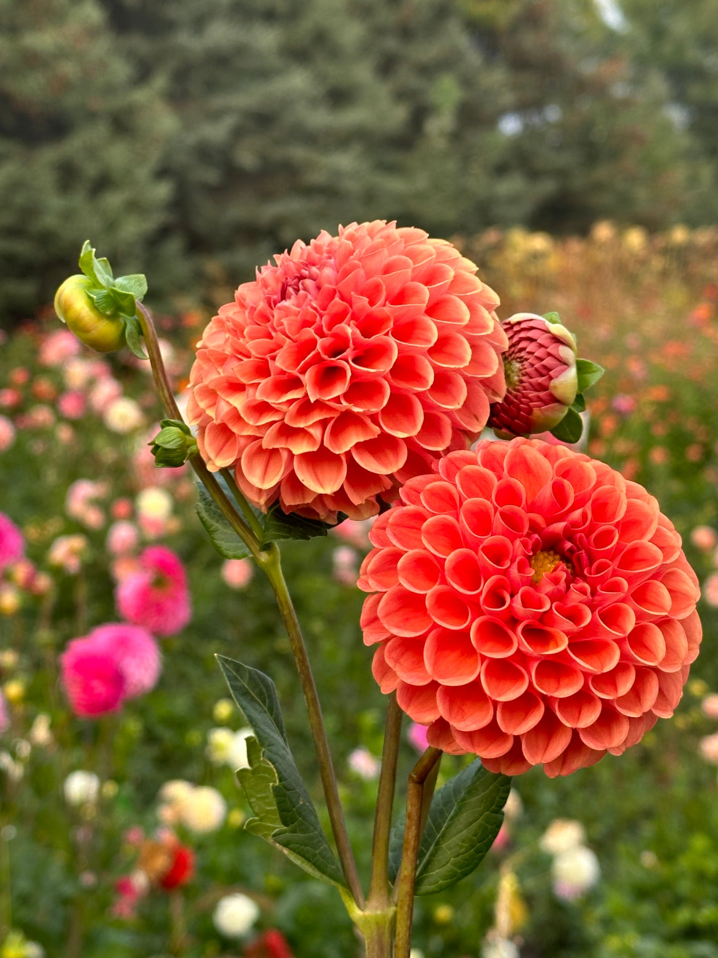 Cornel Bronze Dahlia Tuber