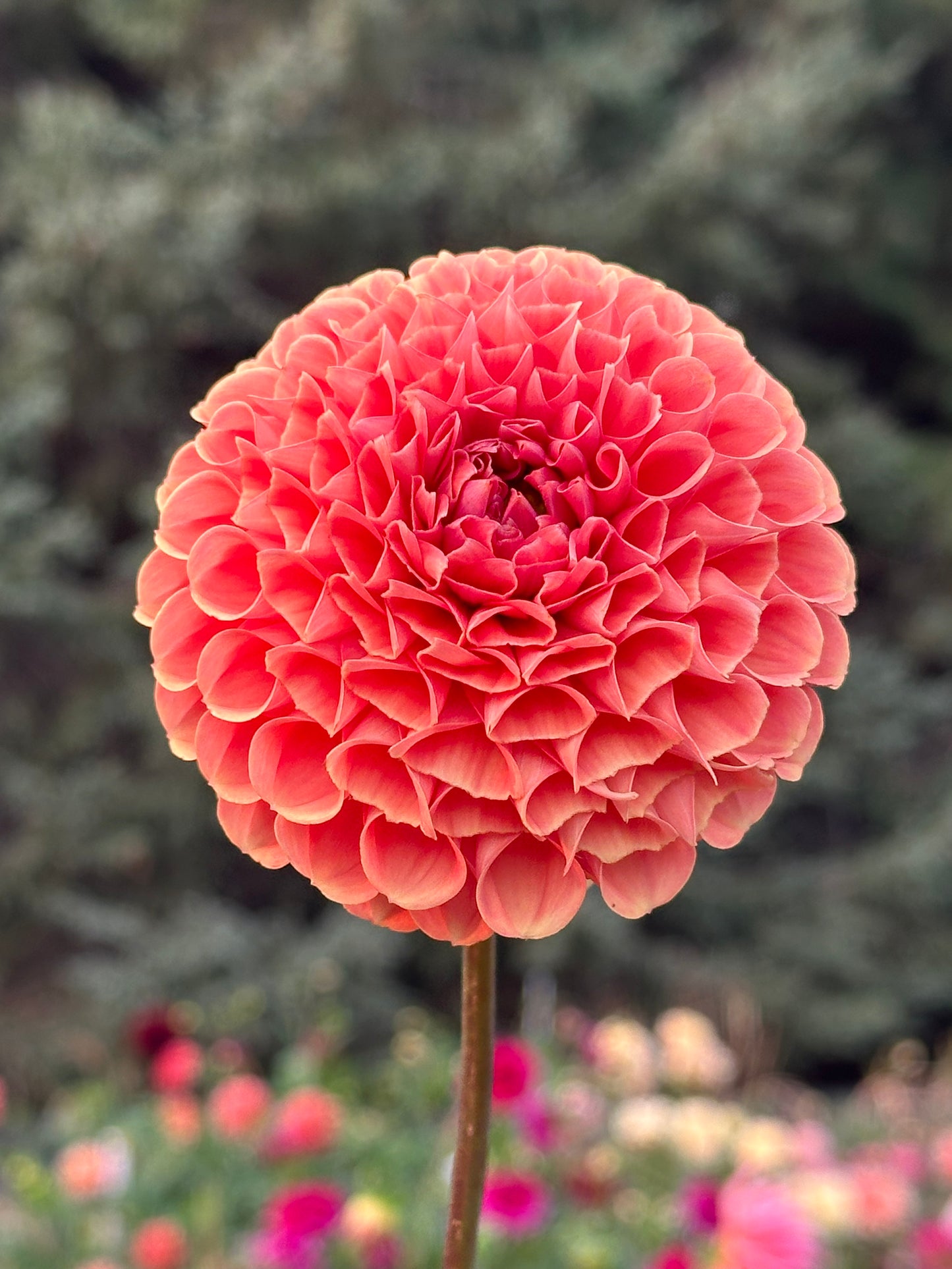 Cornel Bronze Dahlia Tuber