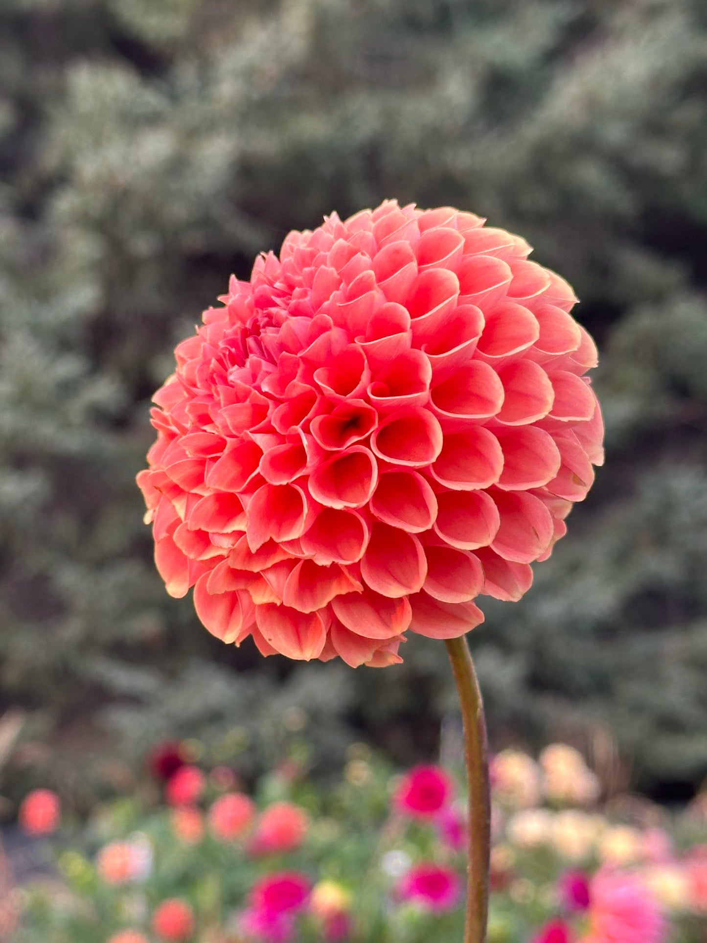 Cornel Bronze Dahlia Tuber