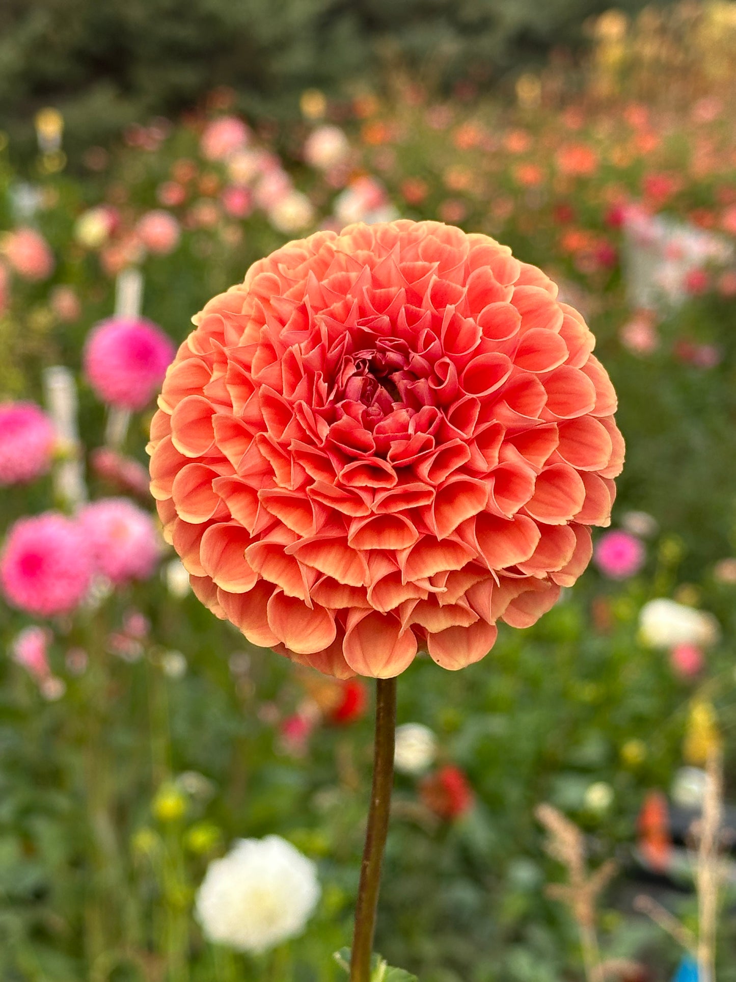 Cornel Bronze Dahlia Tuber