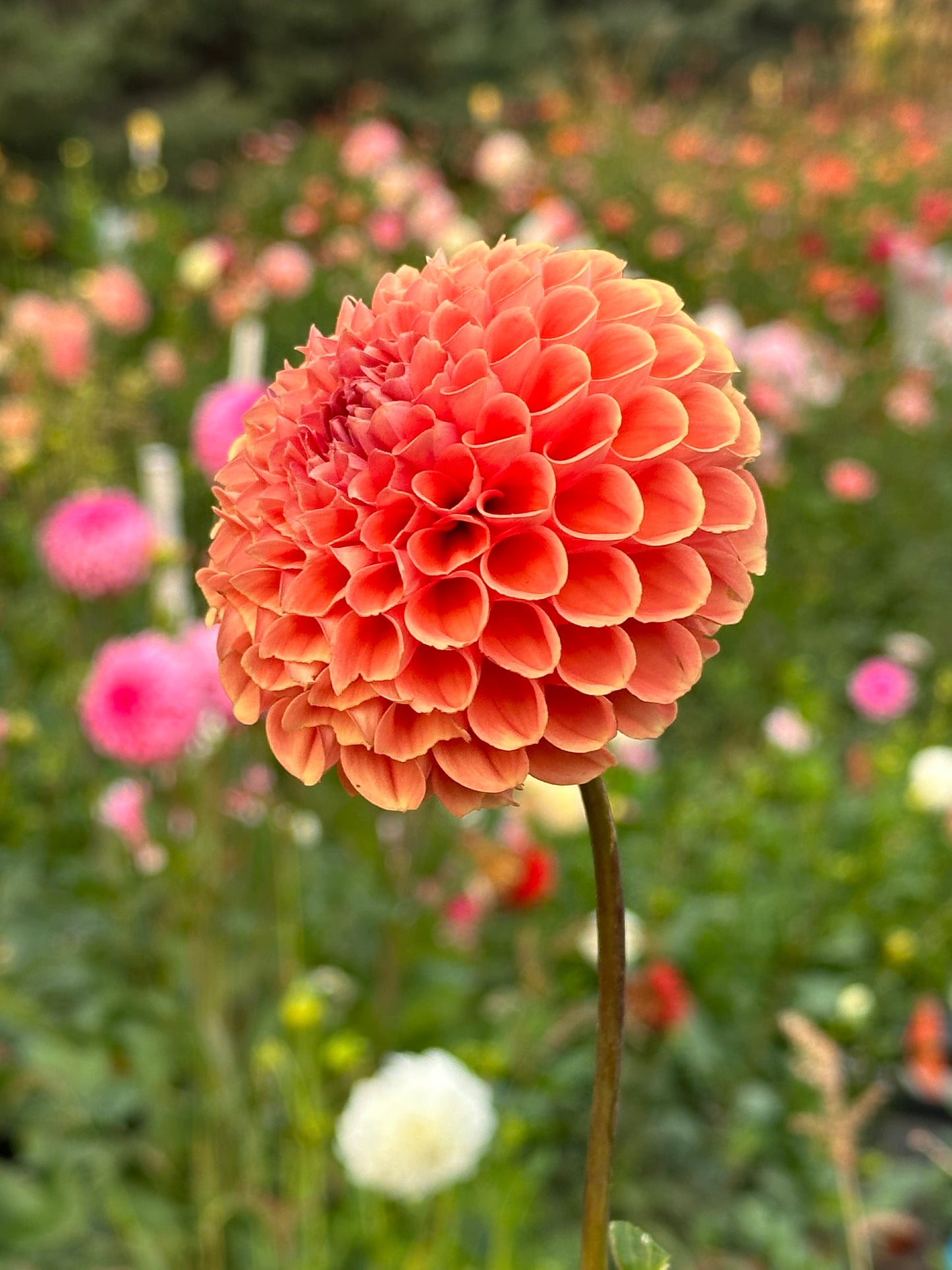 Cornel Bronze Dahlia Tuber
