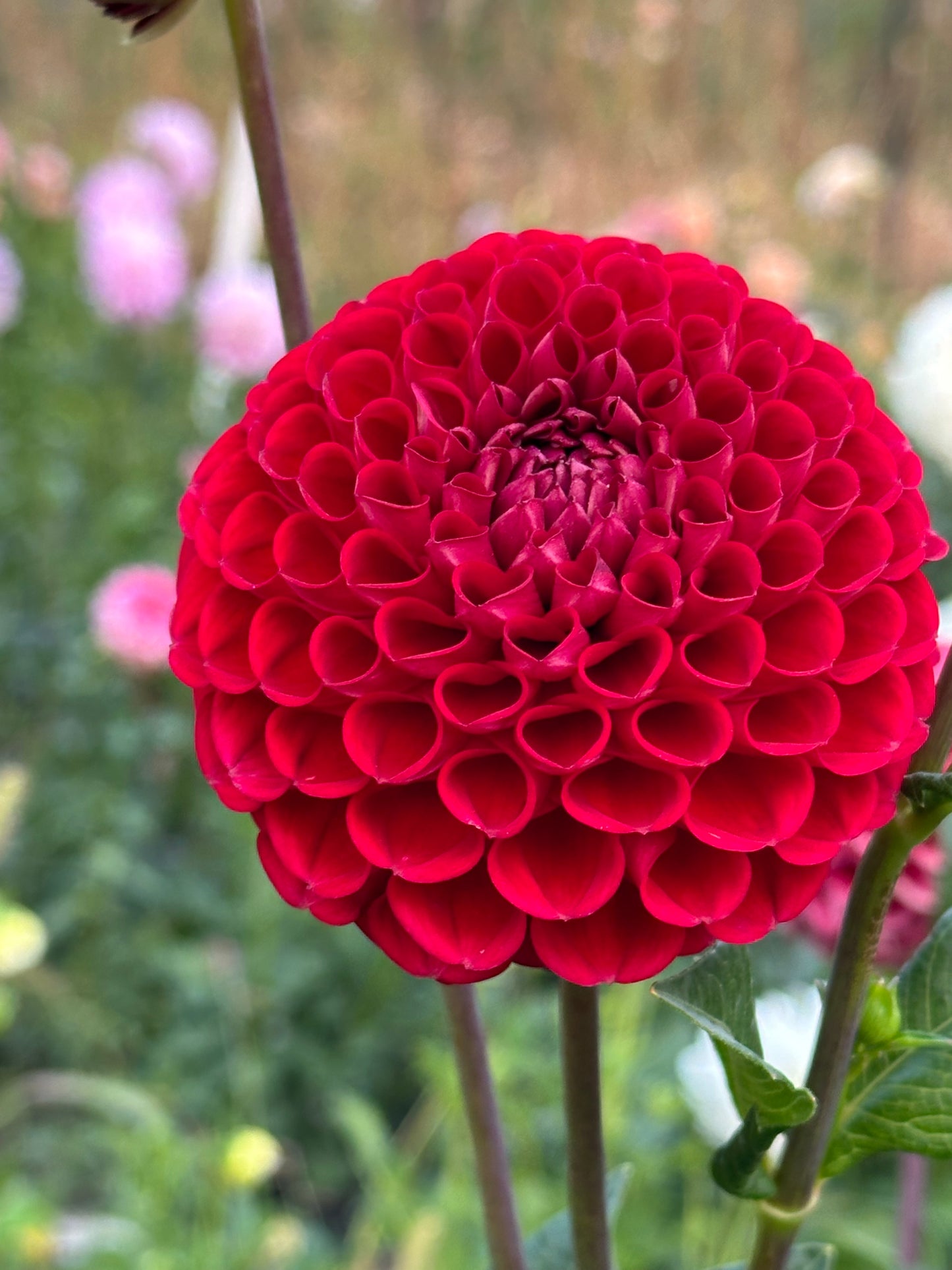 Cornel Dahlia Tuber